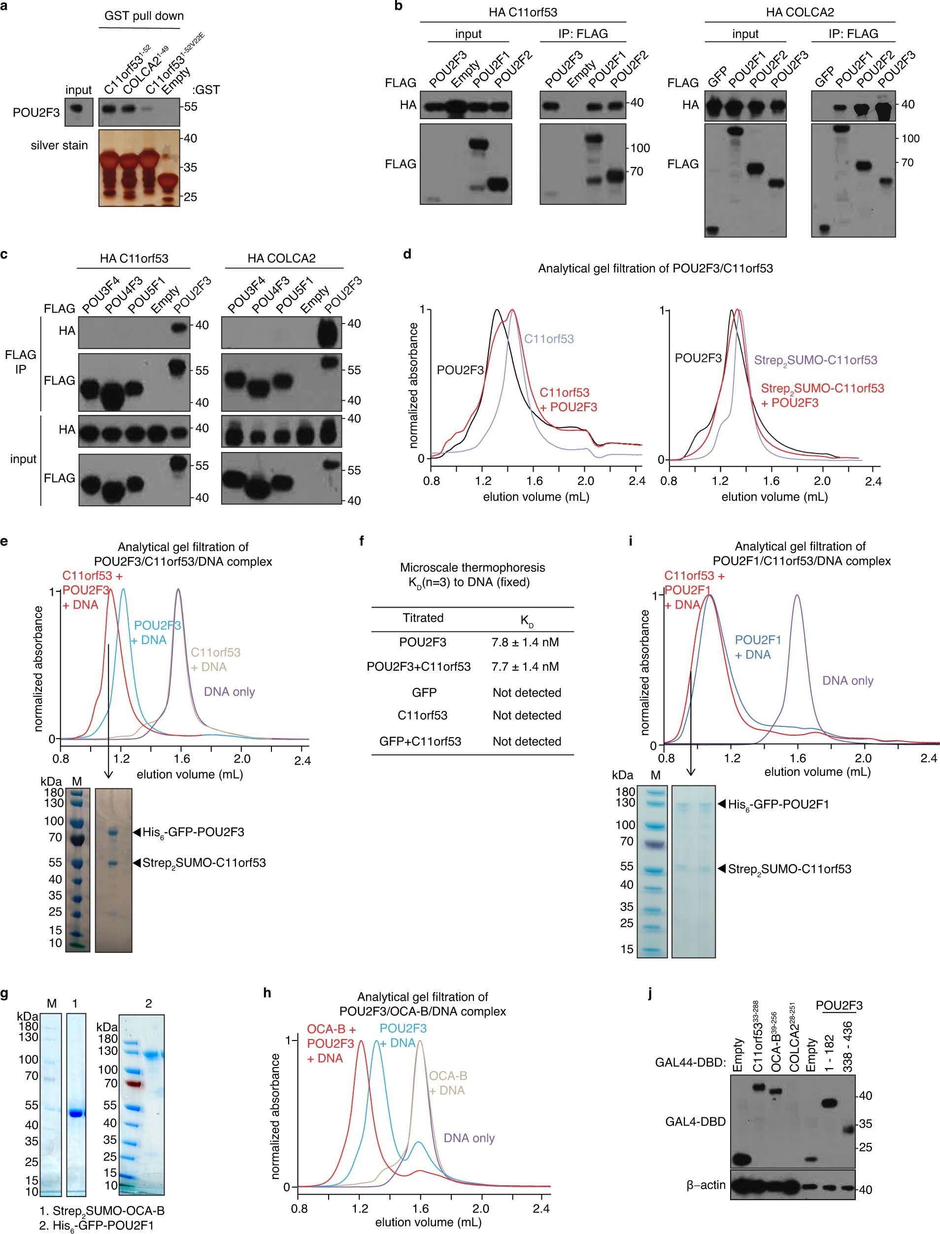 Extended Data Fig. 5: Additional biochemical evidence that C11orf53/OCA-T1 and COLCA2/OCA-T2 are paralogues of OCA-B.