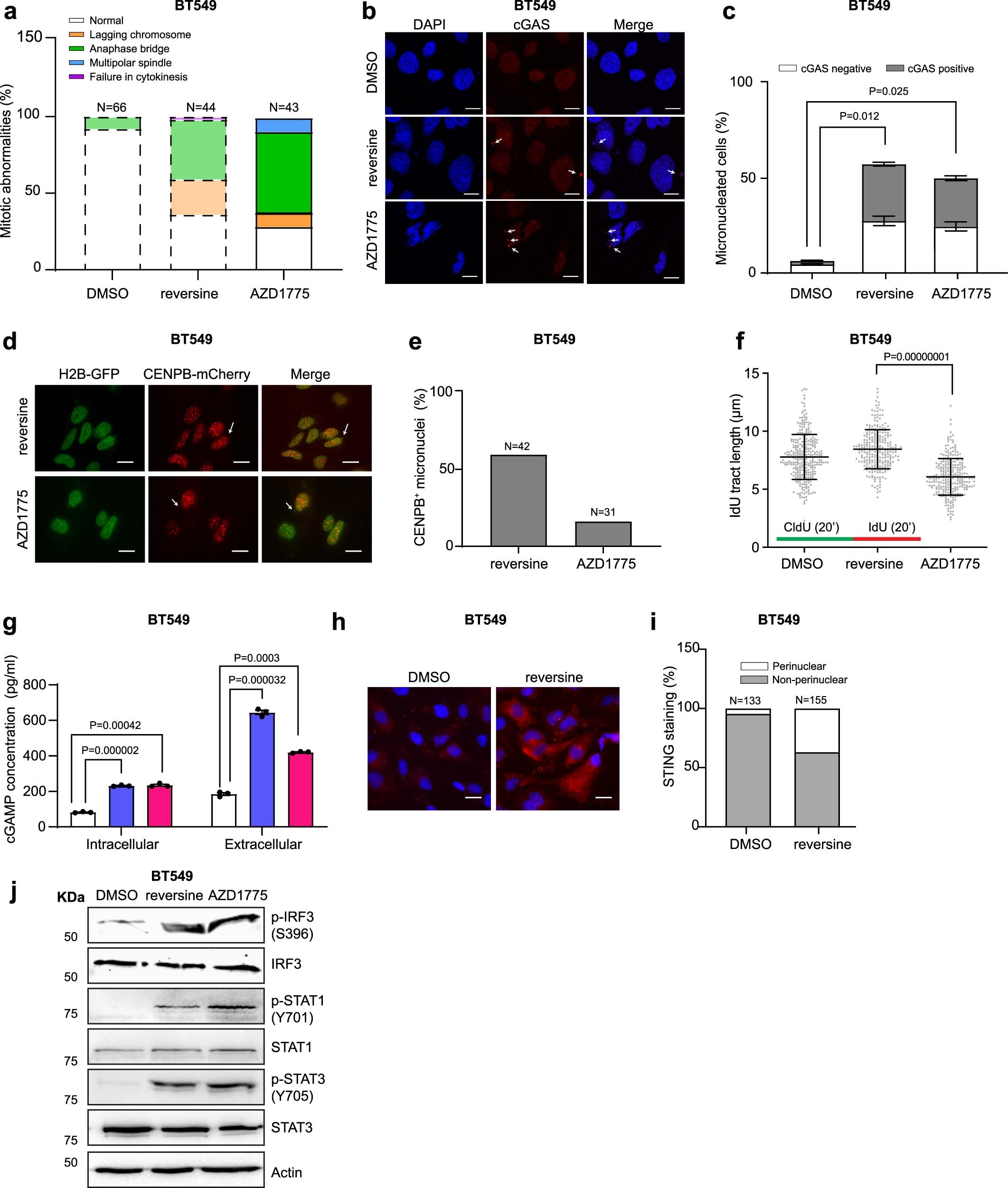 Extended Data Fig. 1: Inhibition of Mps1 and Wee1 lead to activation of cGAS signalling in BT549 TNBC cells.