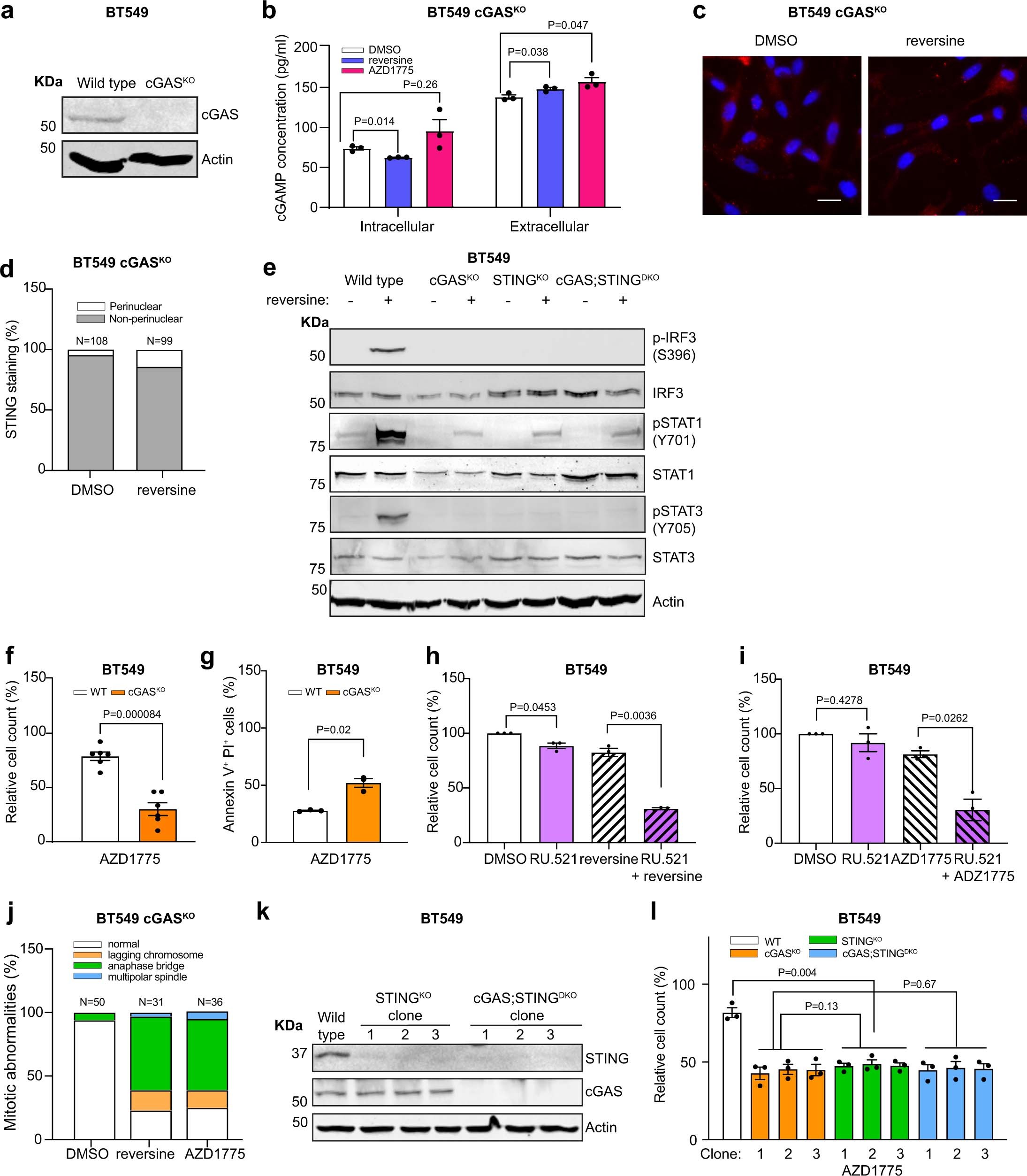 Extended Data Fig. 2: Loss of cGAS or STING in BT549 TNBC cells results in increased sensitivity to Mps1 or Wee1 inhibition.