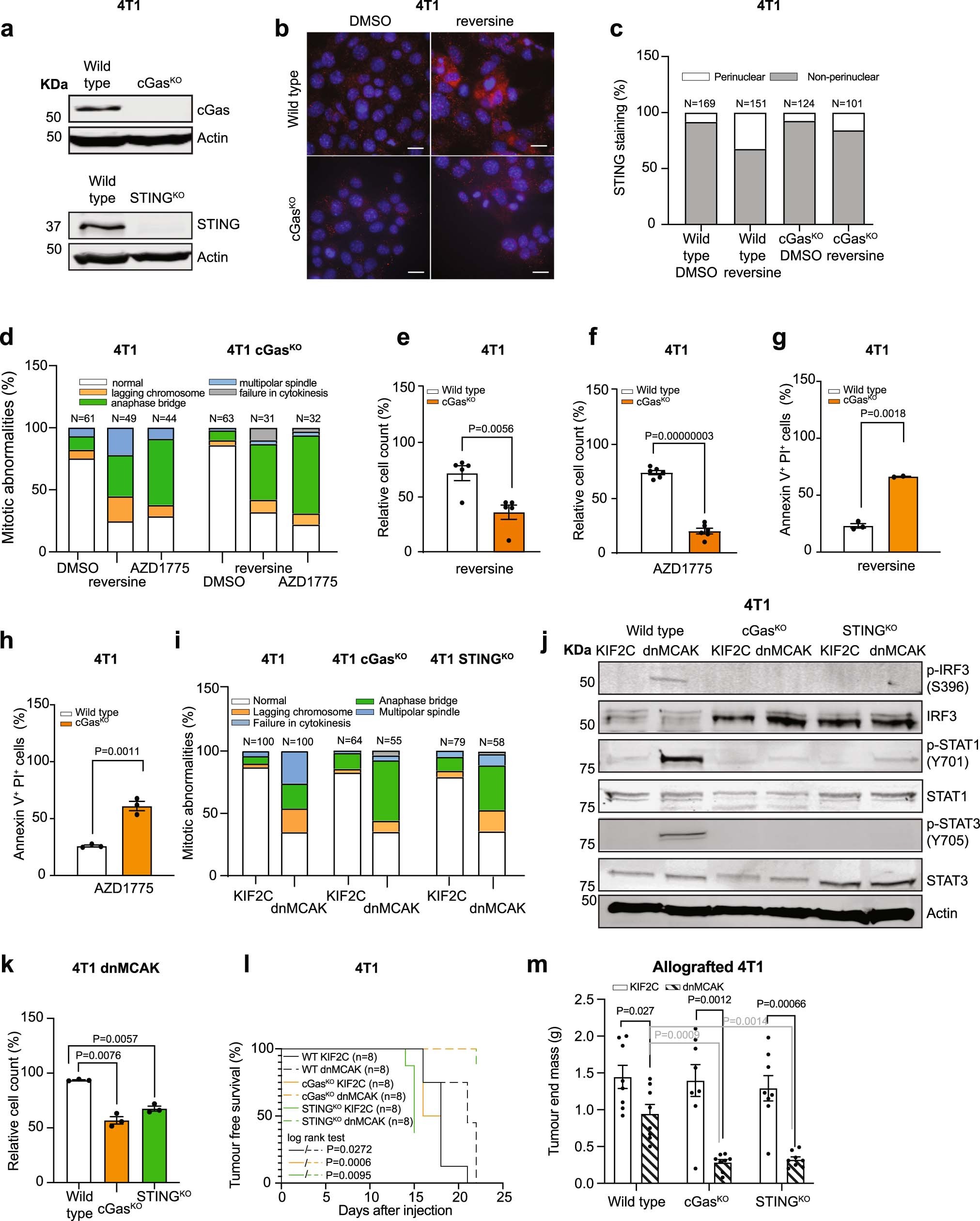 Extended Data Fig. 3: Loss of cGas signalling sensitizes mouse 4T1 TNBC cells to acute and chronic CIN in cell cultures and in vivo.