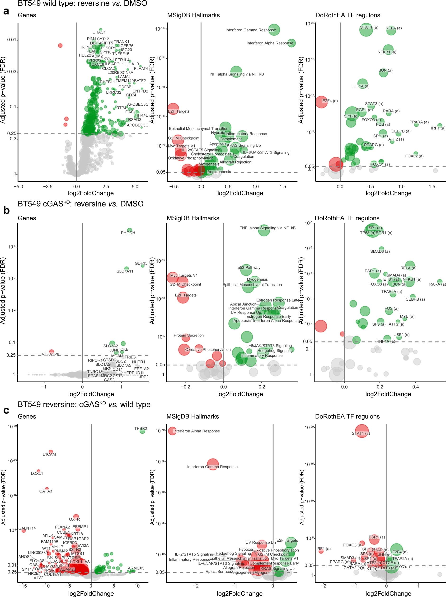Extended Data Fig. 4: Effect of cGAS on differential expression of reversine-treated BT549 cells.