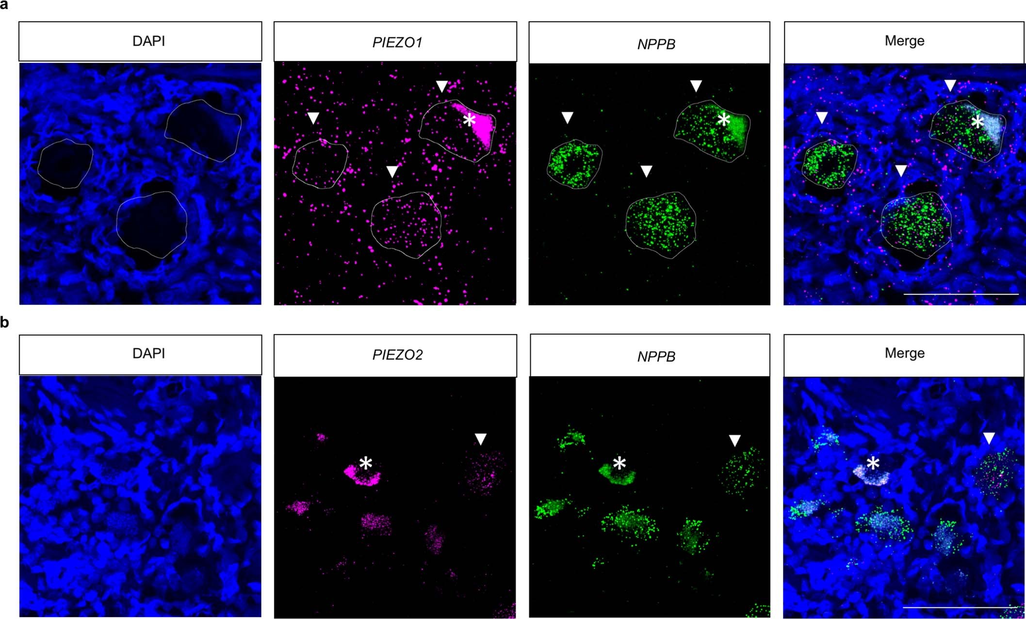 Extended Data Fig. 4