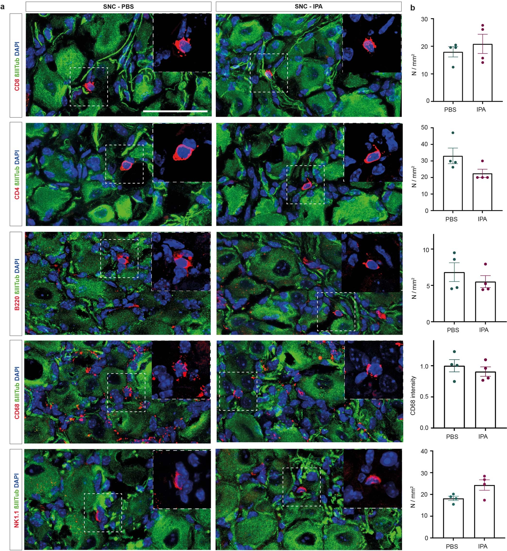 Extended Data Fig. 8: Immune cell quantification following IPA and PBS treatment including 3 days after SNC.