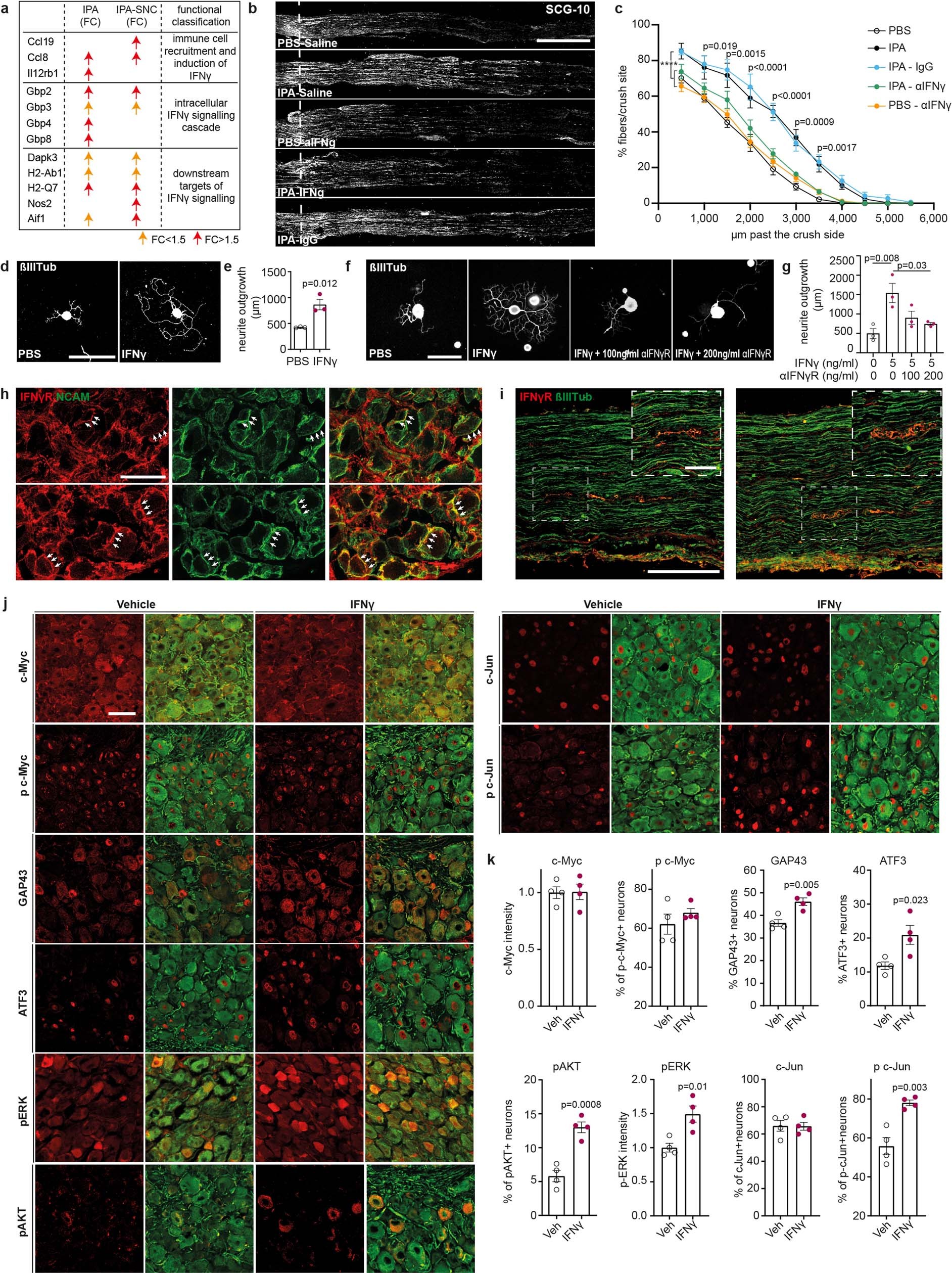 Extended Data Fig. 11: IFNy is required for IPA-dependent axonal regeneration after SNC and increases RAG phosphorylation and expression in DRG neurons.