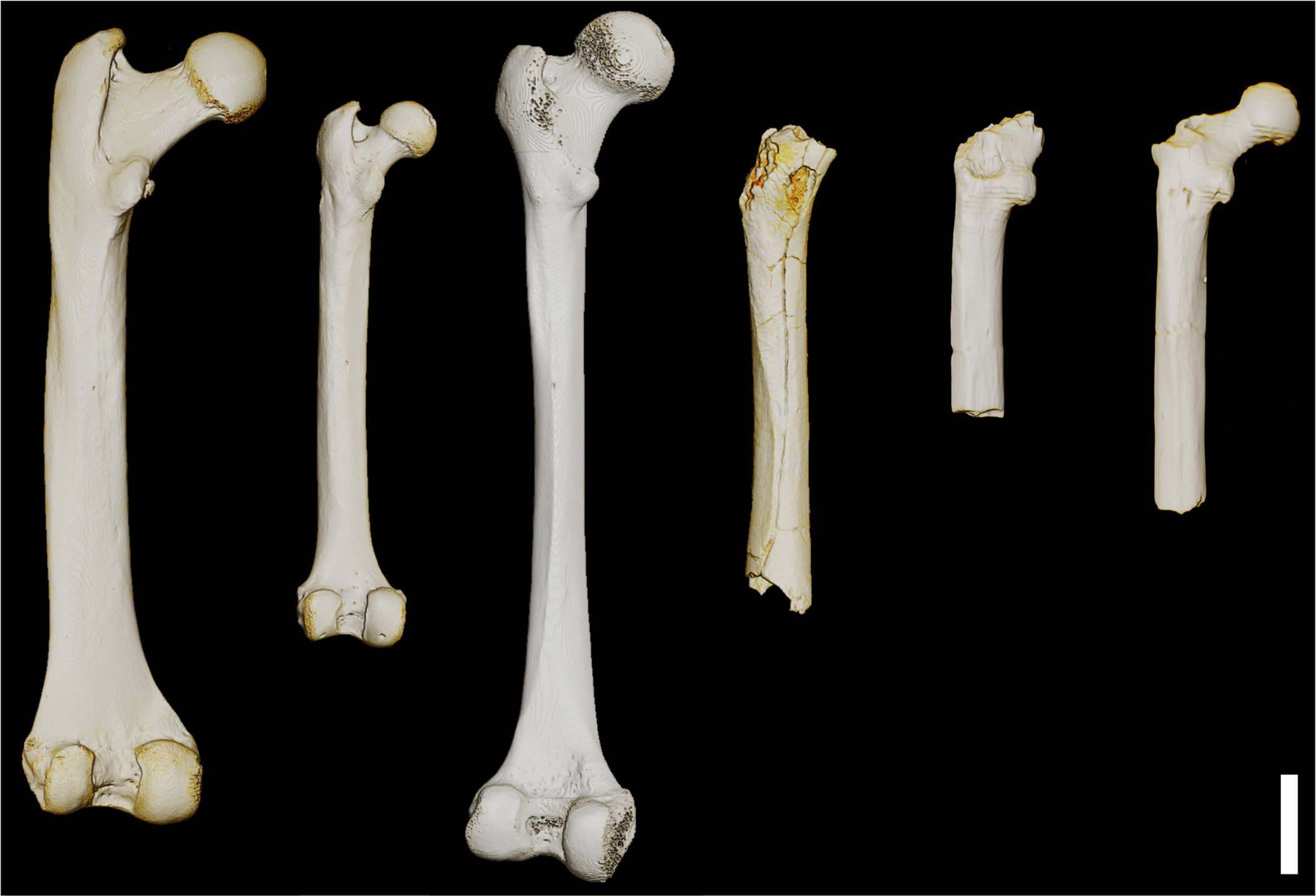 Extended Data Fig. 3: Comparison of TM 266-01-063 with extant African apes and Or. tugenensis, illustrating femoral size variation.