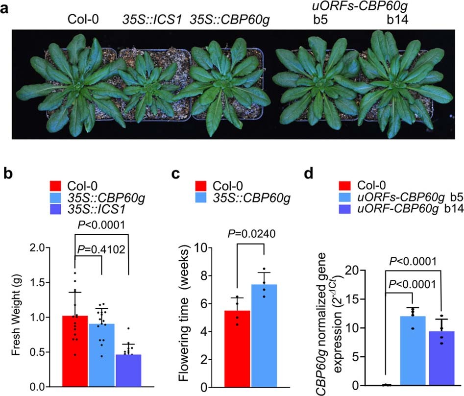 Extended Data Fig. 10: Characterization of 35S::ICS1, 35S::CBP60g and uORF-CBP60g plants.