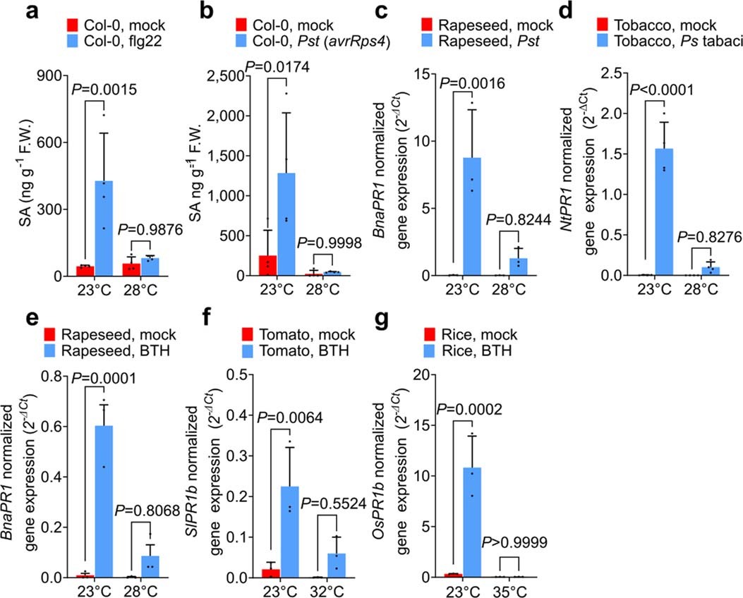 Extended Data Fig. 1: The SA pathway is downregulated at elevated temperatures in different plant species examined.