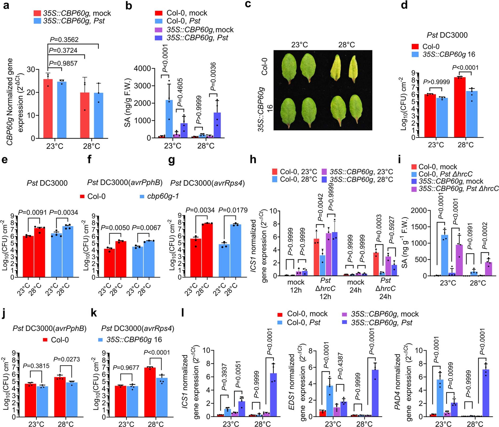 Extended Data Fig. 5: Characterization of 35S::CBP60g 16 and cbp60g-1 plants.