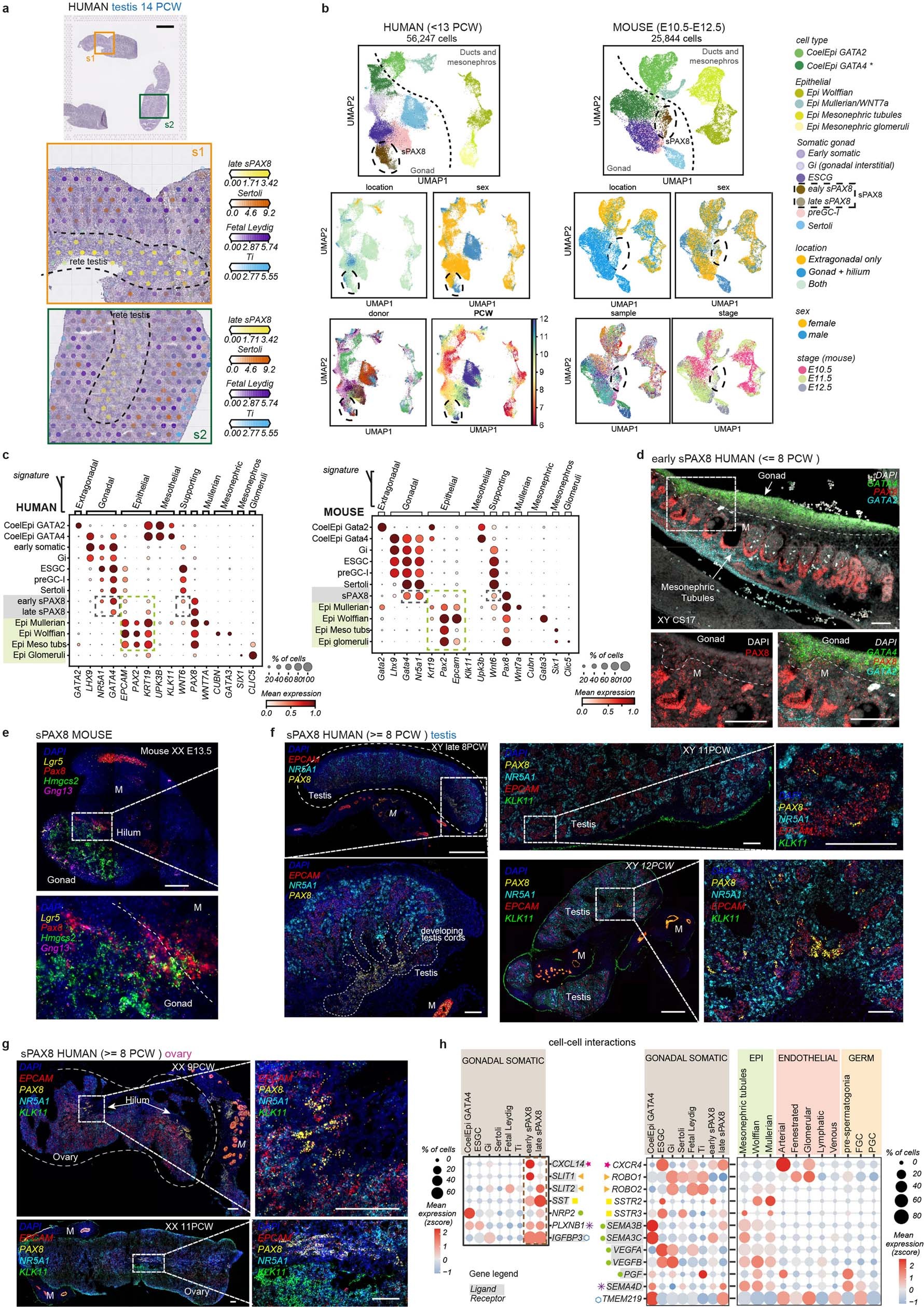 Extended Data Fig. 7: Gonadal supporting PAX8+ cells define gonadal boundaries.