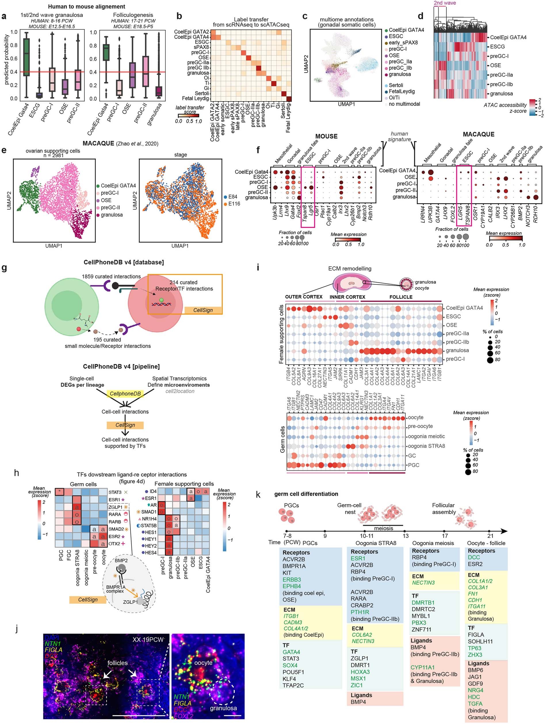 Extended Data Fig. 8: Second wave of fetal pre-granulosa.