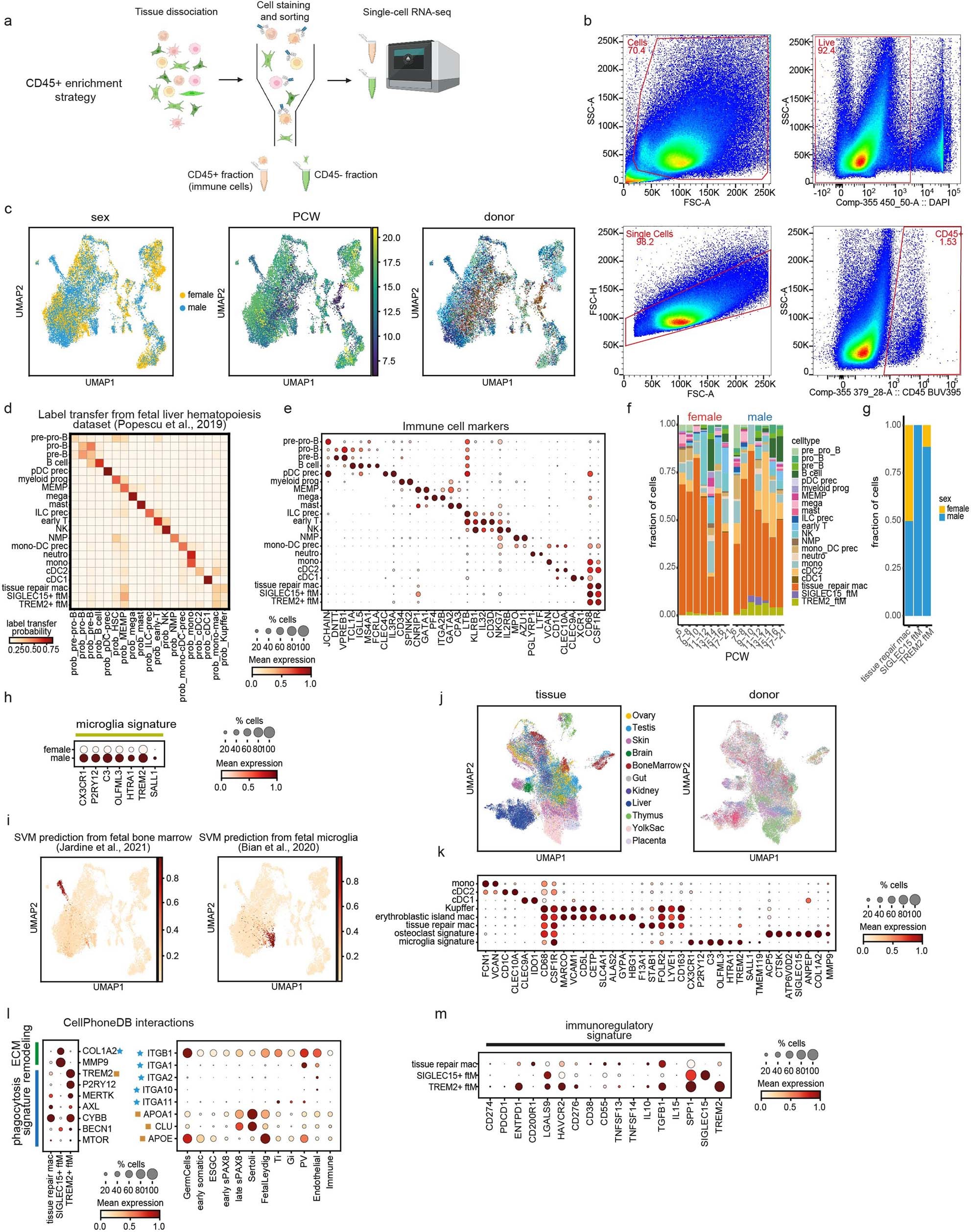 Extended Data Fig. 9: Tissue-resident macrophages in the developing testes.
