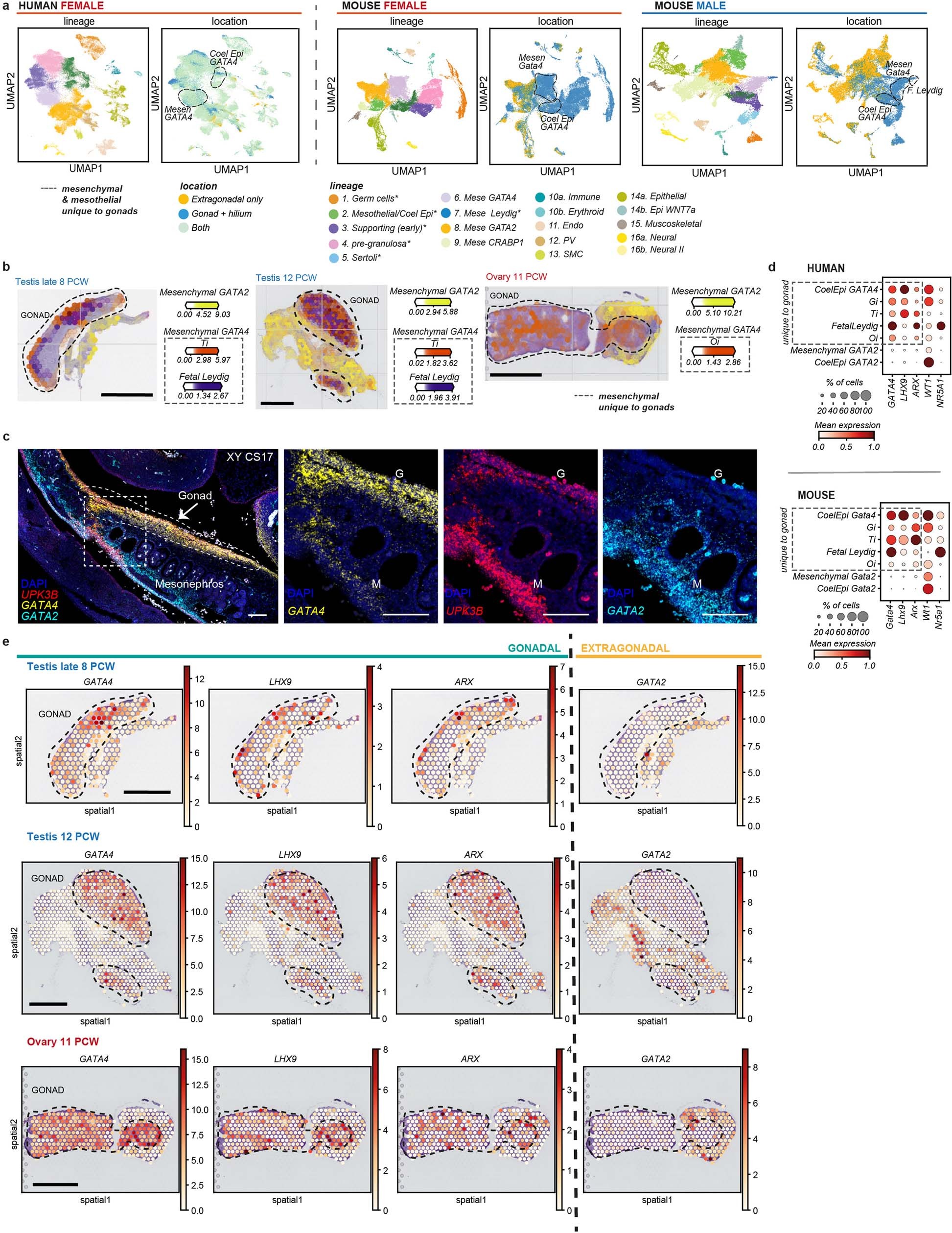 Extended Data Fig. 3: Gonadal and extragonadal location of mesenchymal and mesothelial cells.