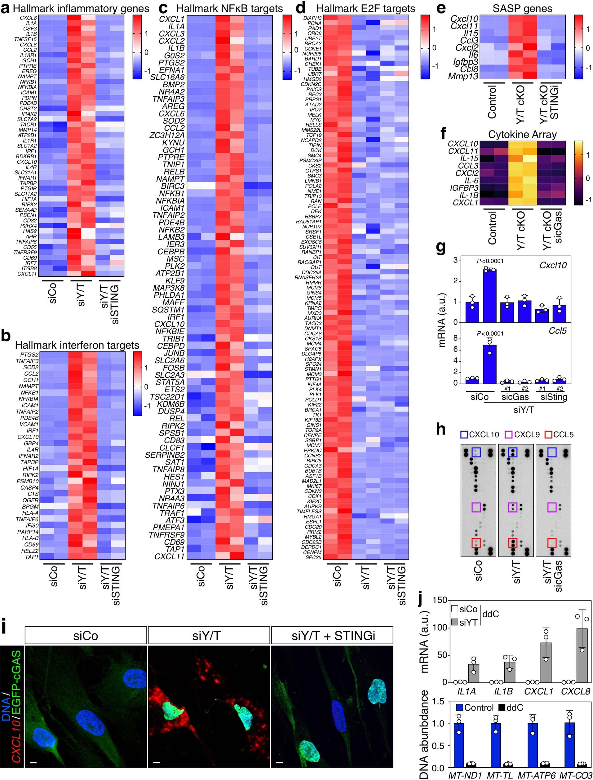 Extended Data Fig. 7: YAP/TAZ loss induces SASP induction through cGAS/STING signalling.
