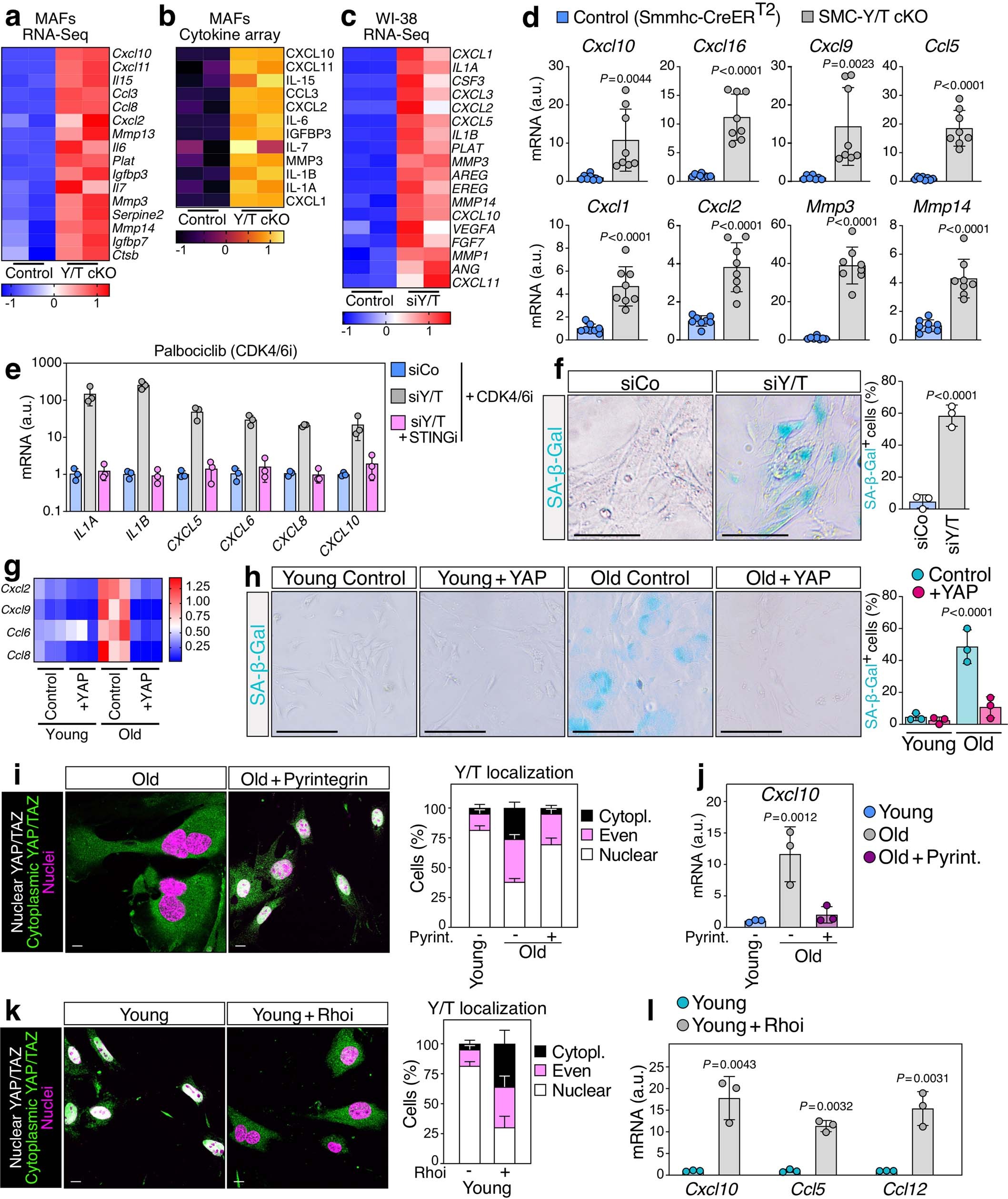 Extended Data Fig. 4: YAP/TAZ oppose senescence in stromal cells.