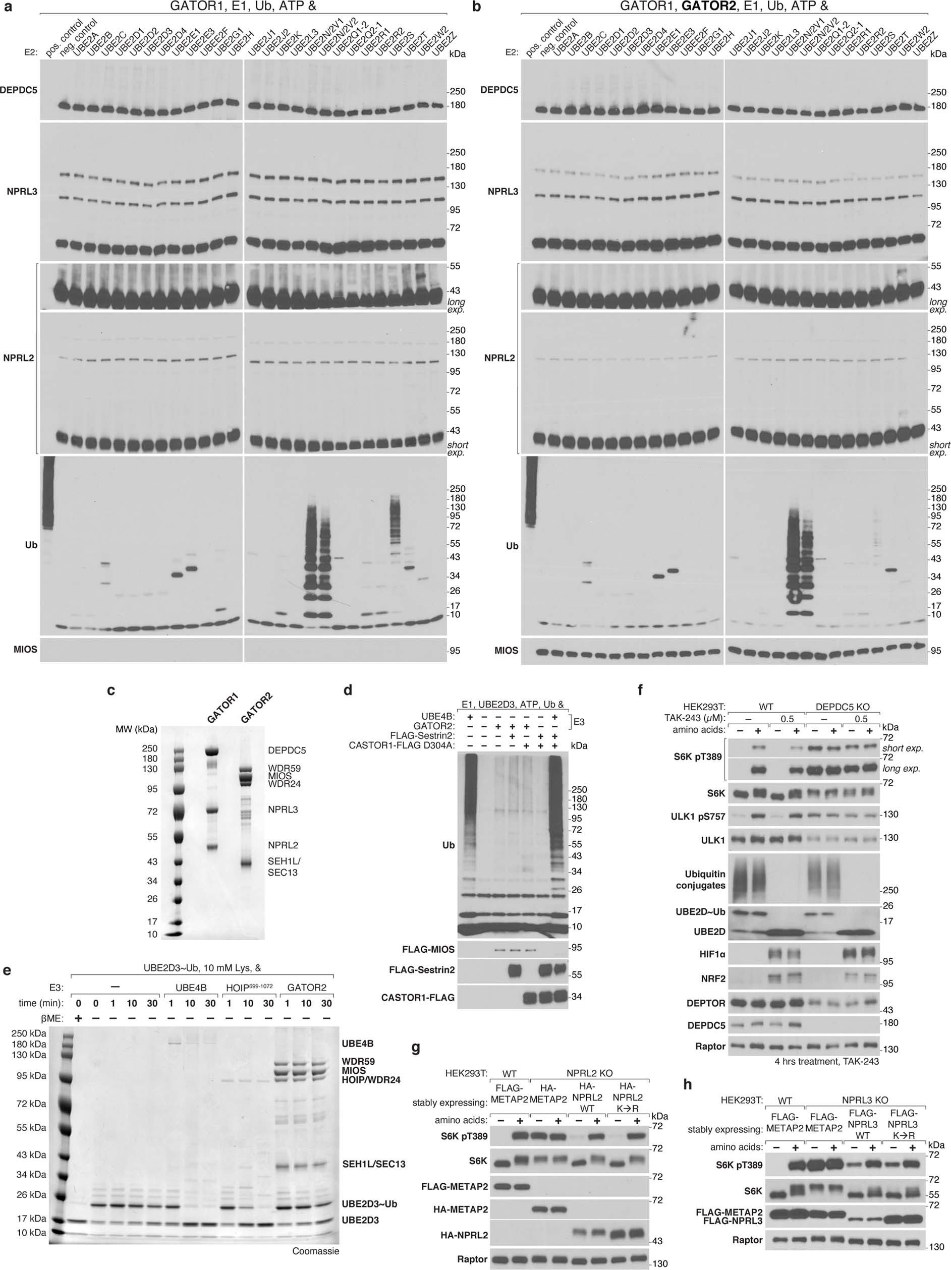 Extended Data Fig. 8: GATOR2 complex does not exhibit E3 ubiquitin ligase activity.