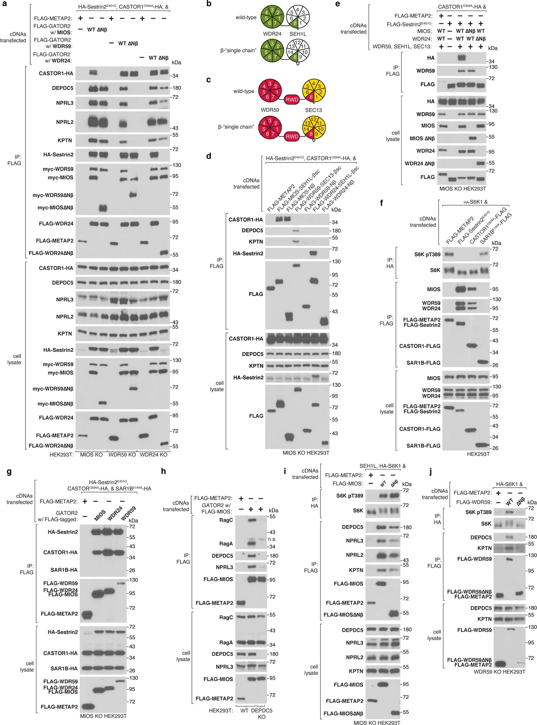 Extended Data Fig. 12: Functional analysis of the core GATOR2 β-propellers.