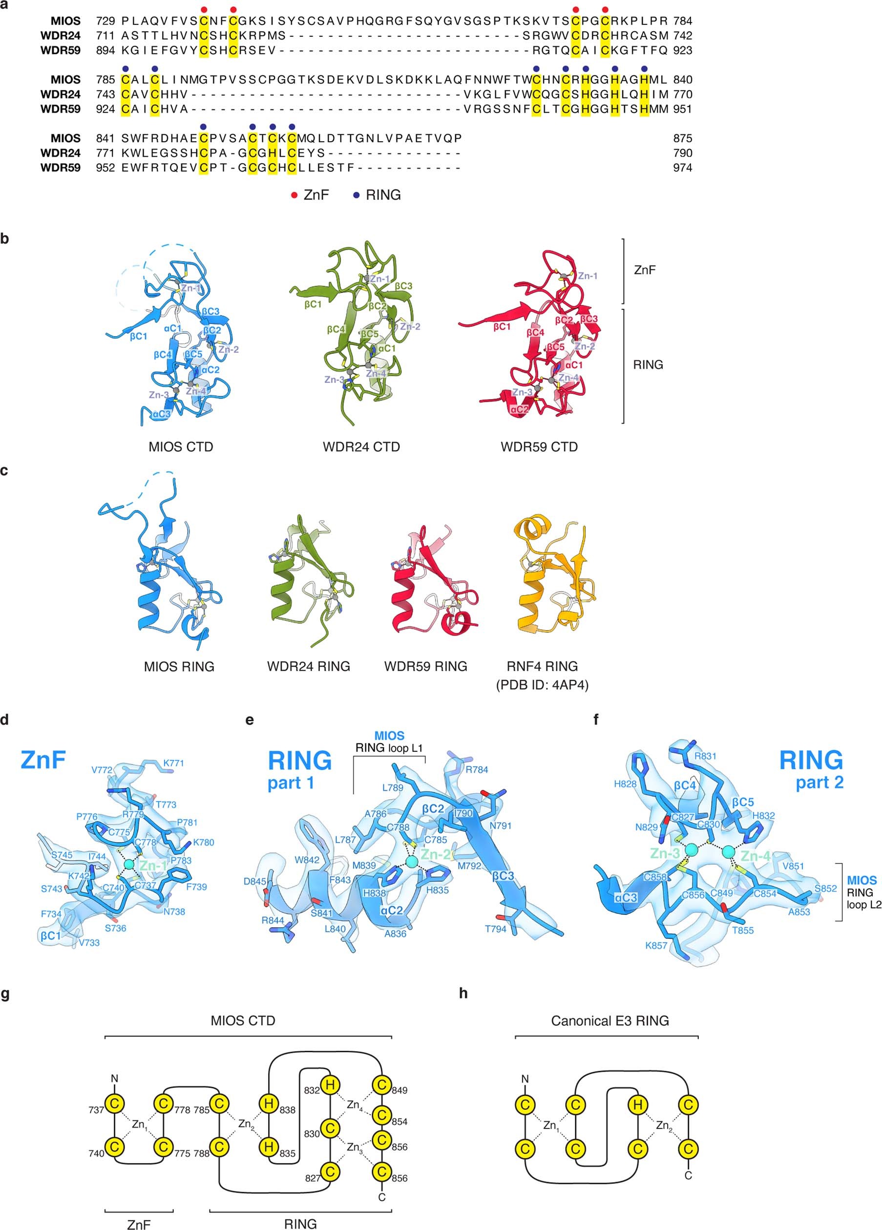 Extended Data Fig. 4: GATOR2 CTDs contain RING domains.