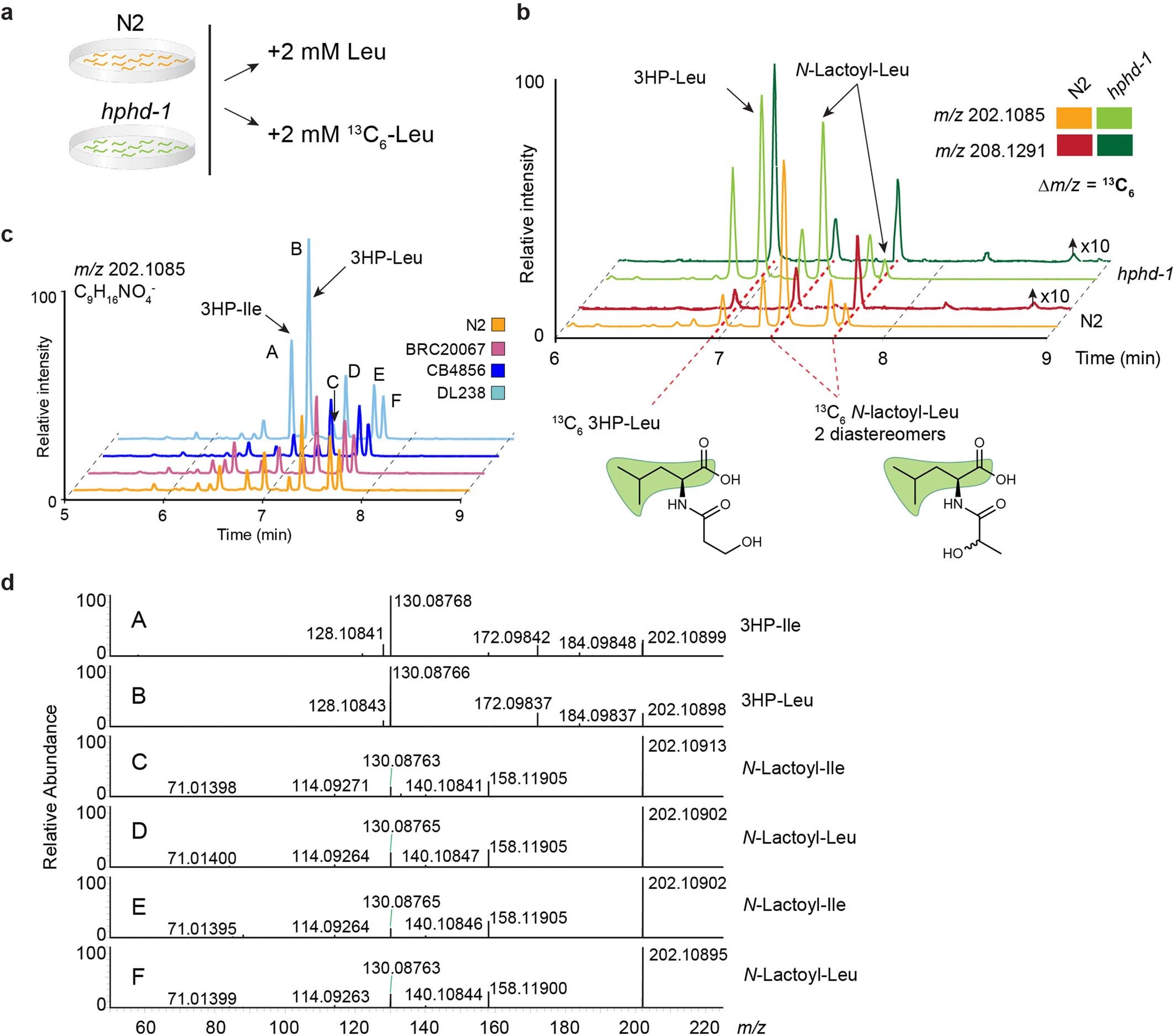 Extended Data Fig. 6: 13C6-Leu tracing distinguishes Leu- and Ile-conjugates that share identical MS/MS fragmentation.