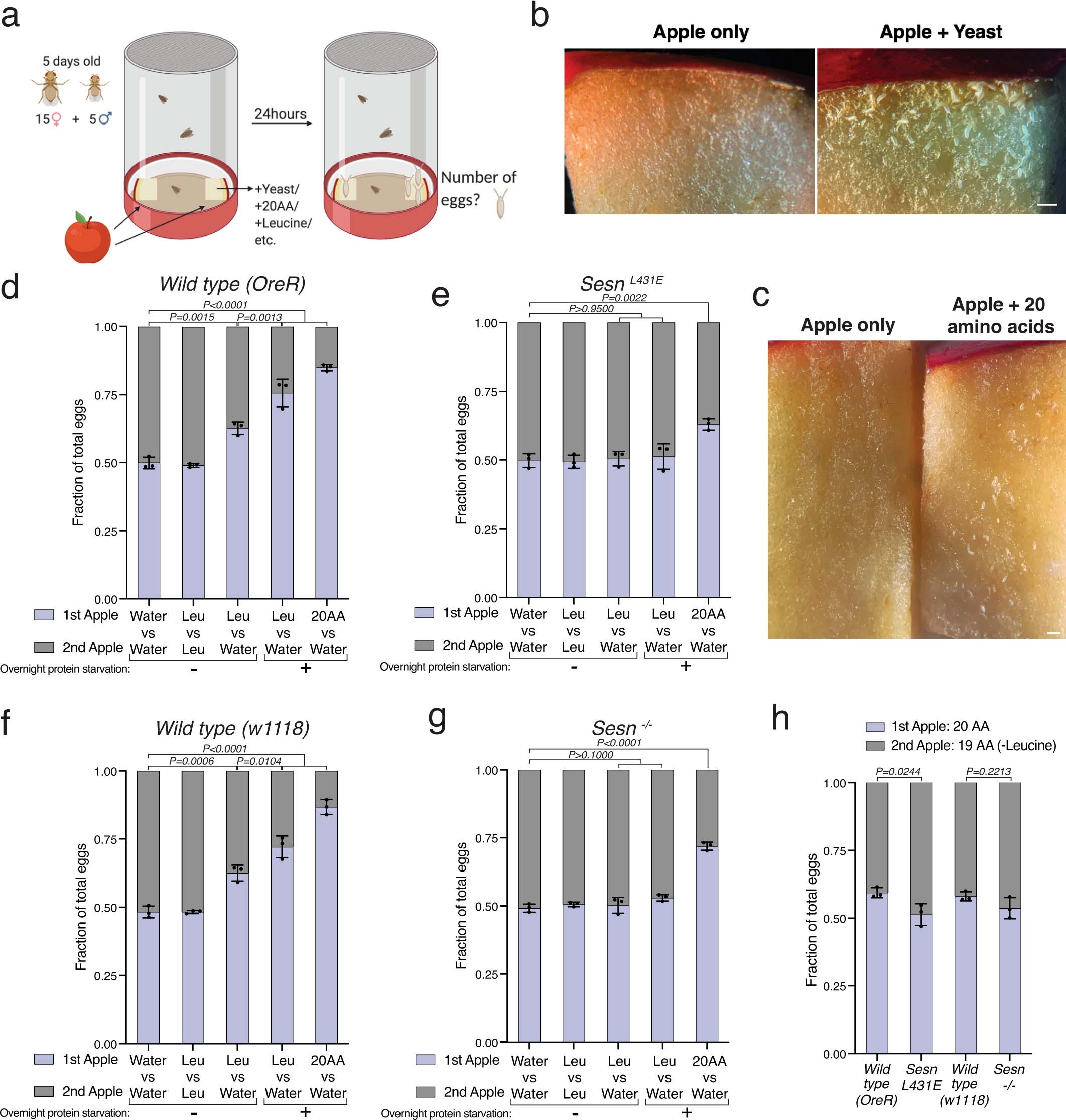 Extended Data Fig. 6: Flies prefer to lay eggs on leucine-containing food in a fashion that requires the leucine-binding capacity of Sestrin.