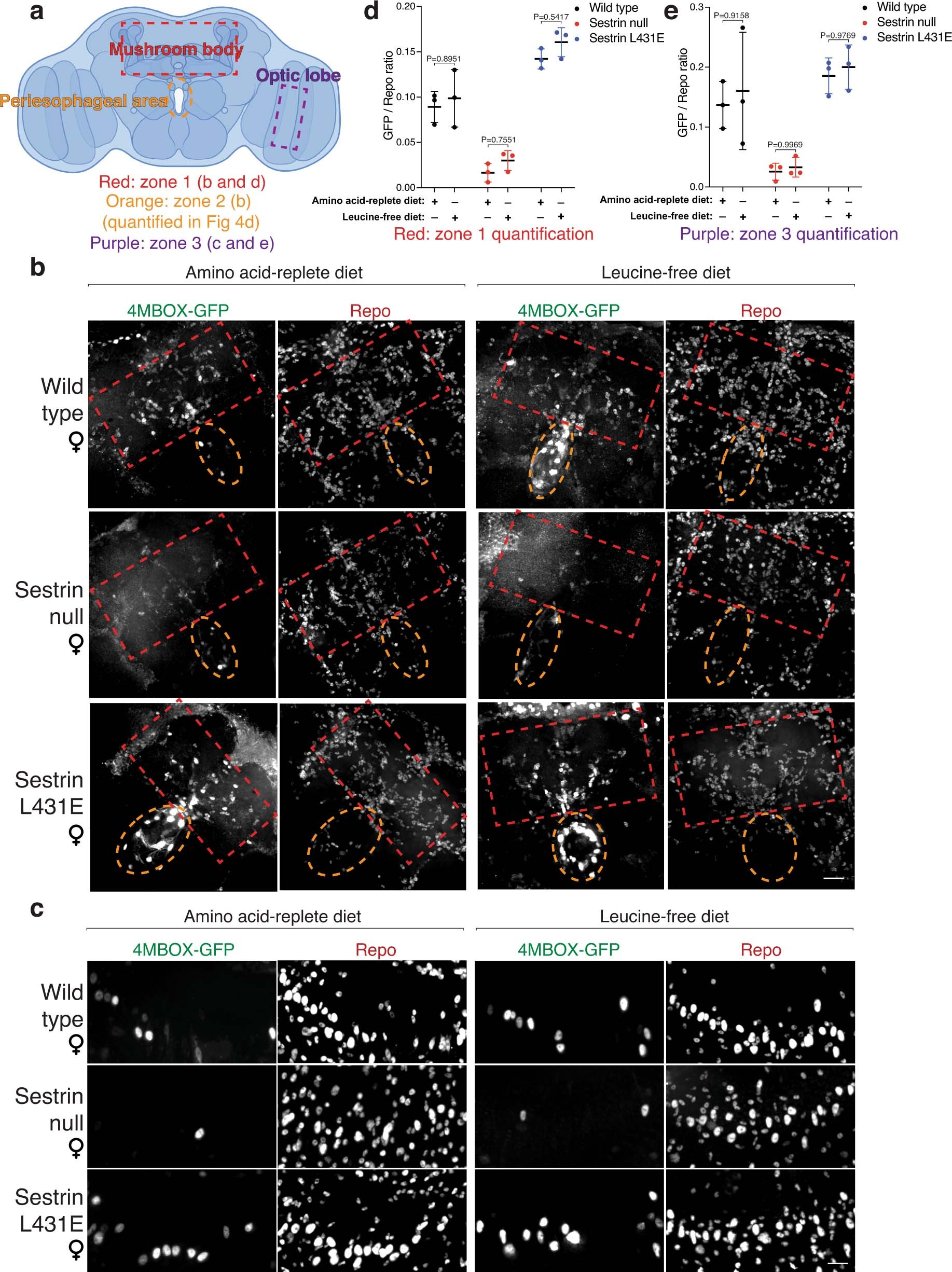 Extended Data Fig. 8: Dietary leucine regulates mTORC1 signaling in glial cells in the peri-esophageal area in a fashion that depends on Sestrin and its capacity to bind leucine.