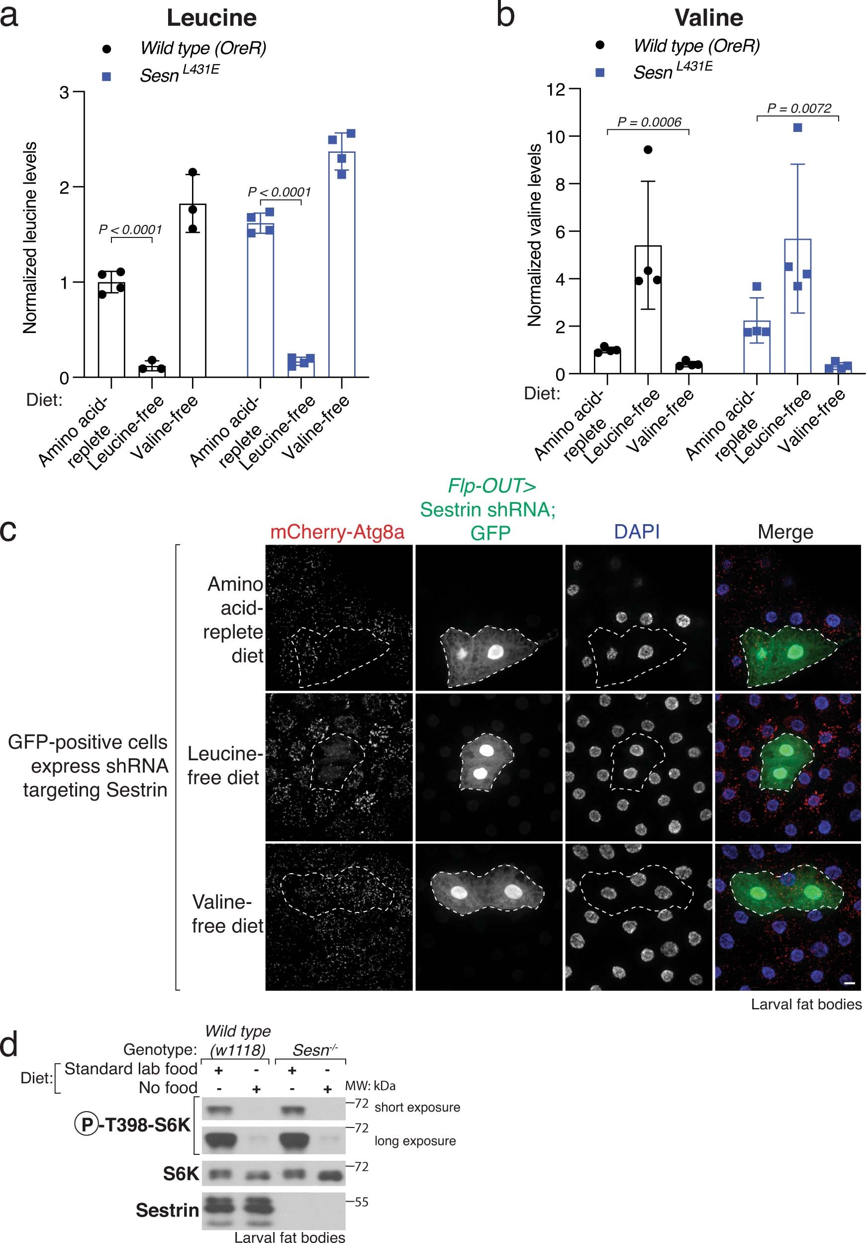 Extended Data Fig. 1: Validation of chemically-defined diets and loss of Sestrin phenotypes in larval fat bodies.
