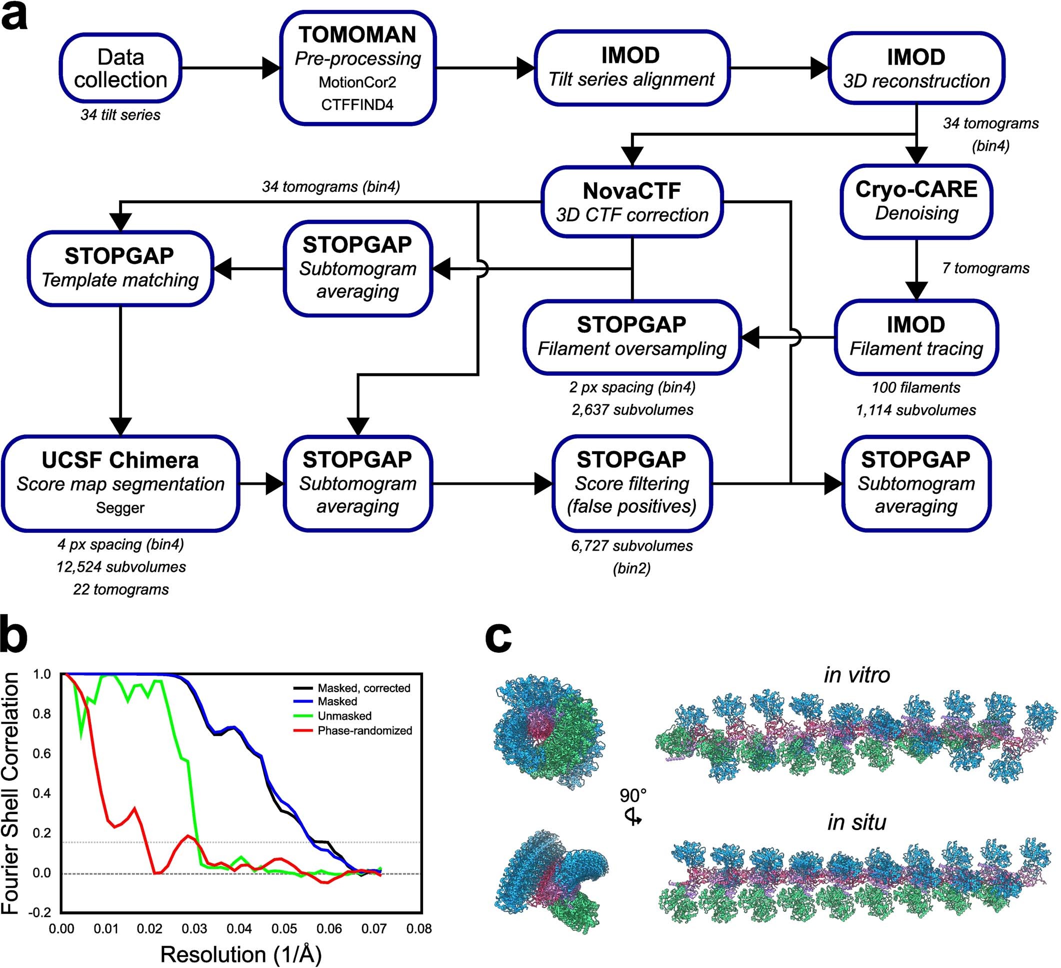 Extended Data Fig. 9: Overview of HDCR subtomogram averaging, and helical pitch comparison between in vitro and in situ structures.