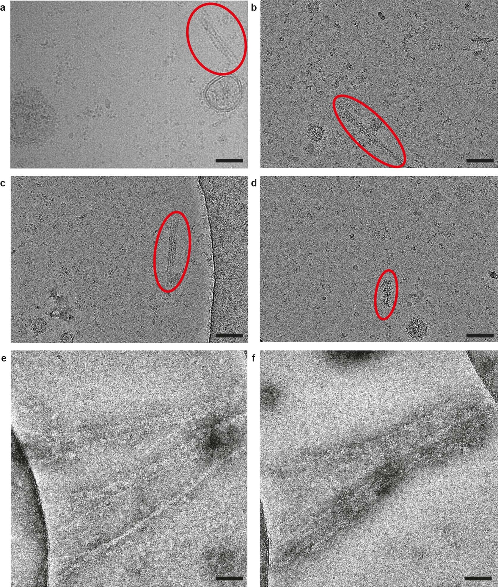 Extended Data Fig. 2: Filament bundling of purified HDCR used for cryo-EM and negative staining.