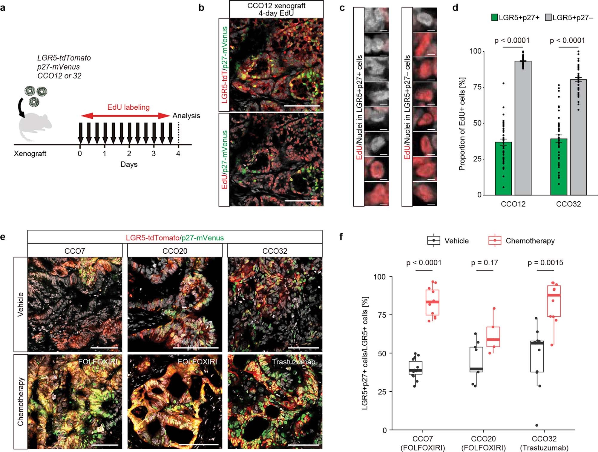Extended Data Fig. 3: Cell-cycle analysis after chemotherapy in vivo.