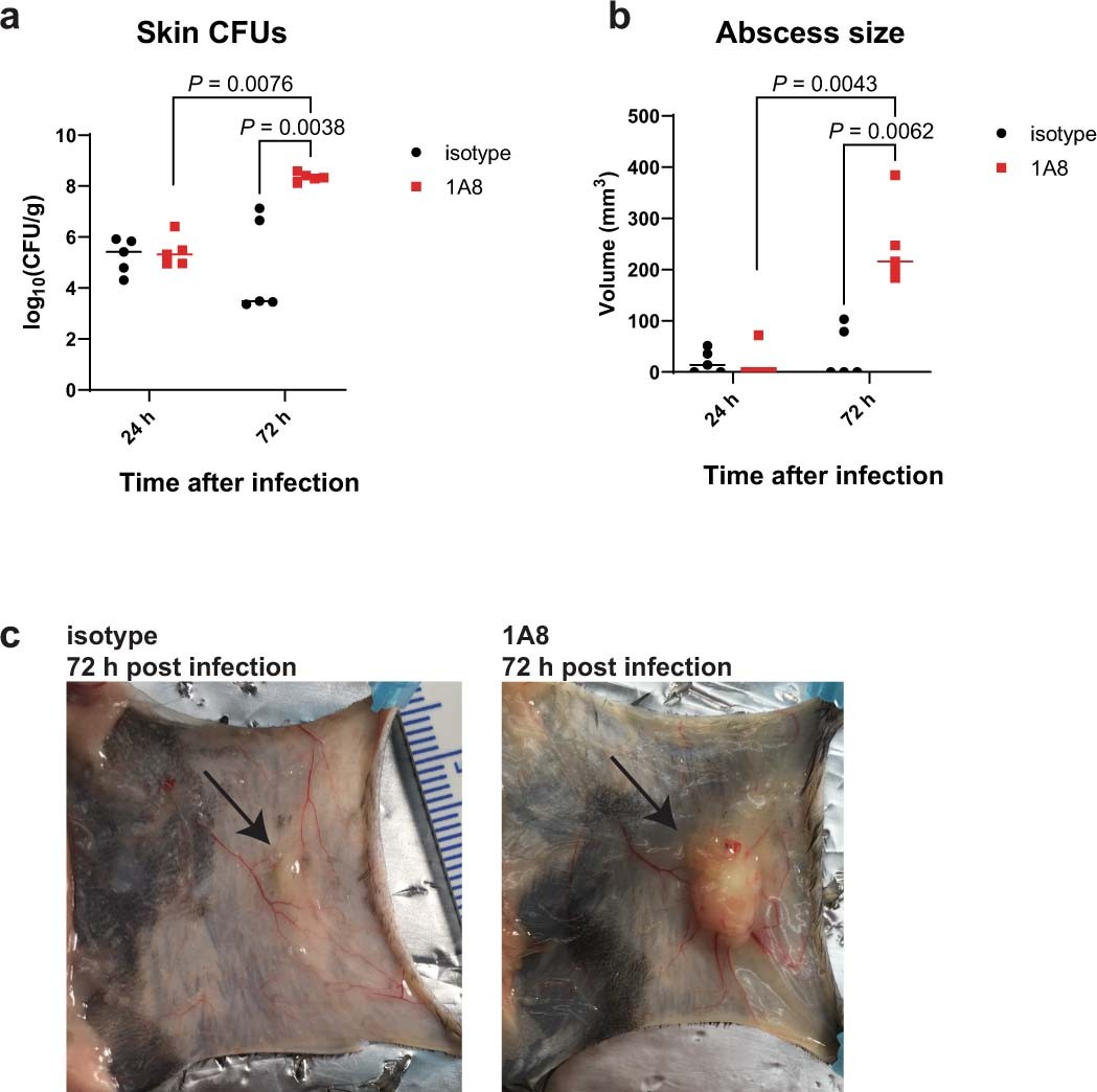 Extended Data Fig. 4: Neutrophil depletion results in significant CFU burden in skin at 72 h post-infection.
