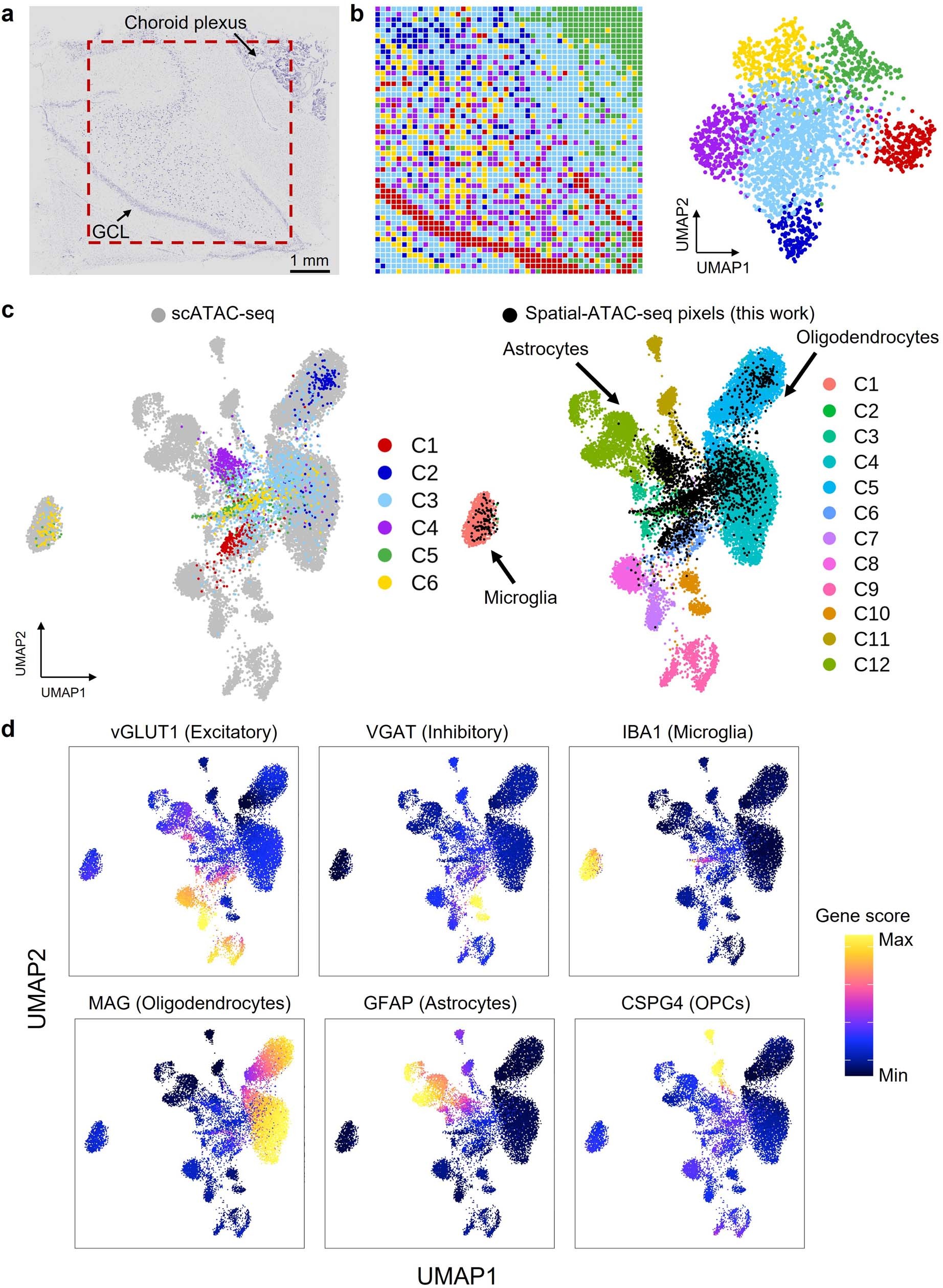 Extended Data Fig. 9: Spatial chromatin accessibility mapping of human hippocampus.