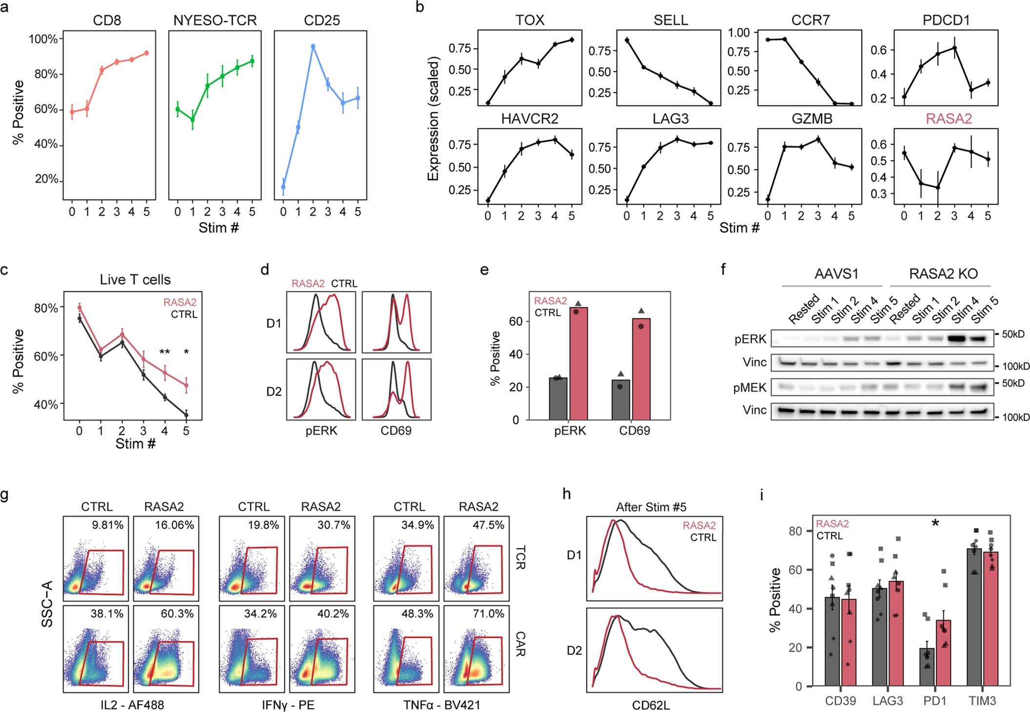 Extended Data Fig. 6: Repetitive tumor stimulation assay shows that RASA2 ablation rescues T cells from a dysfunctional state.