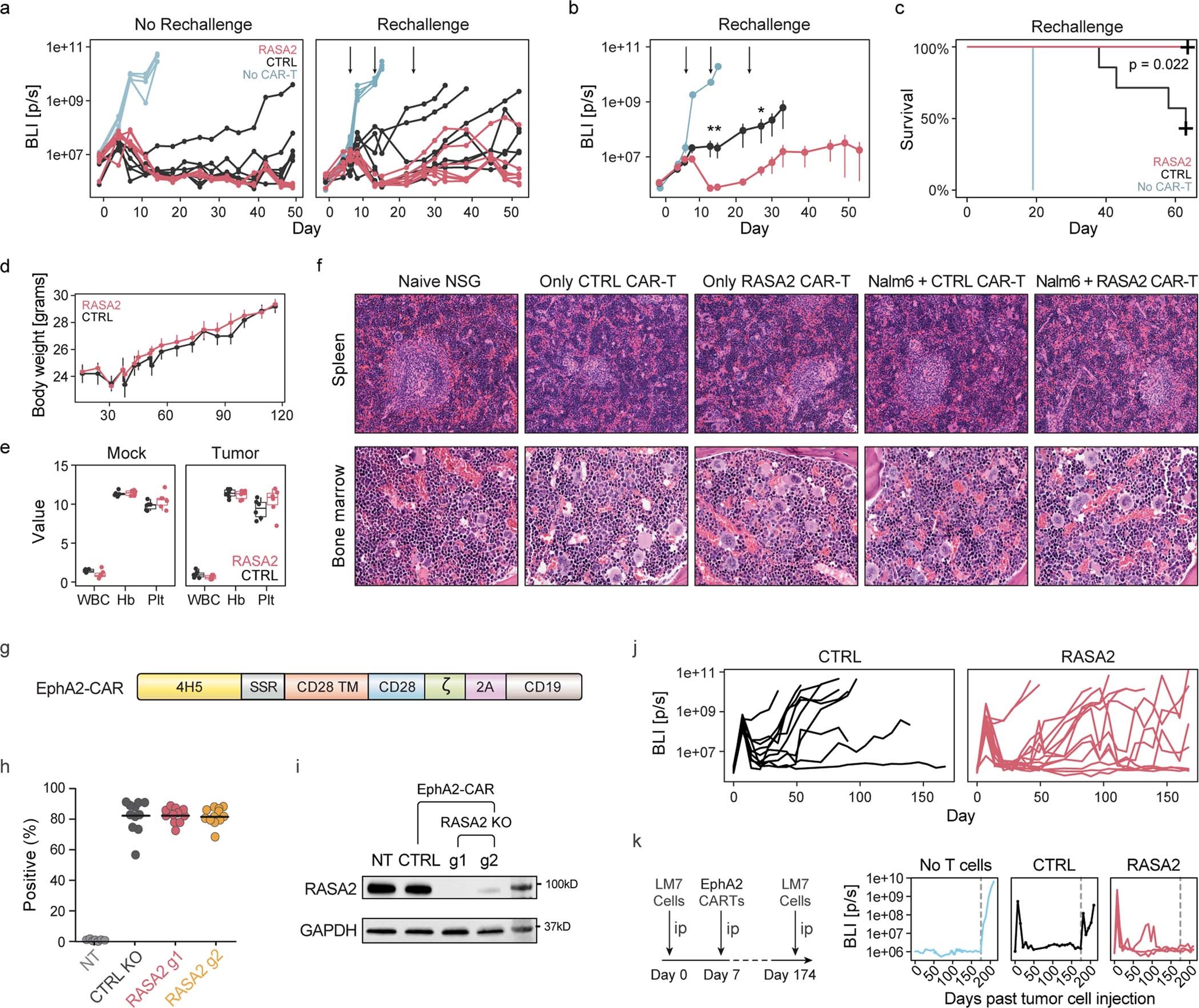 Extended Data Fig. 10: RASA2 ablation boosts CAR-T cell resistance to tumor rechallenge and has a similar safety profile to control CAR-T cells.