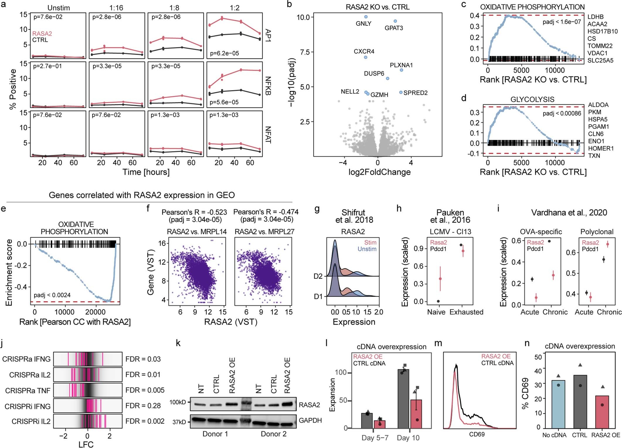 Extended Data Fig. 5: RASA2 knockout promotes transcriptional reprogramming and RASA2 expression is differentially regulated by acute and chronic antigen stimulation.