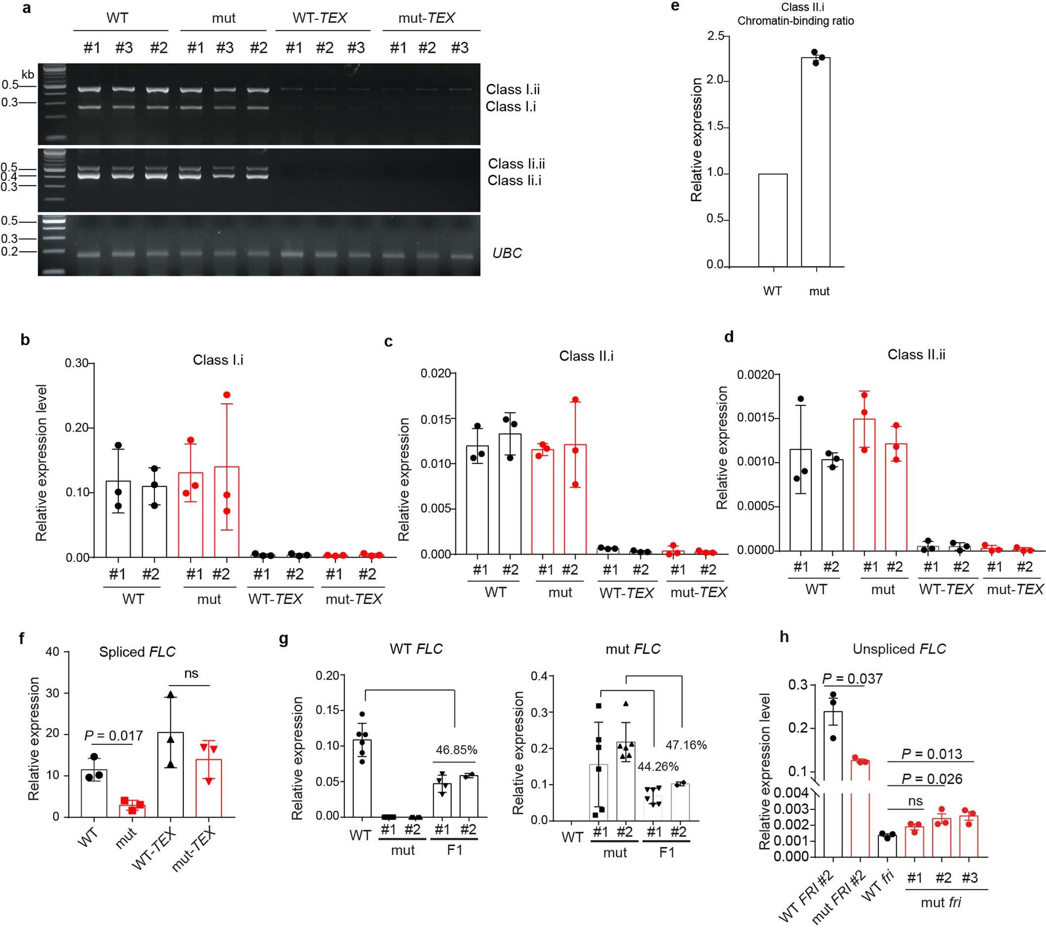 Extended Data Fig. 8: Interrogation of the effects of COOLAIR H4–H6 structurally hyper-variable region on FLC expression regulation.