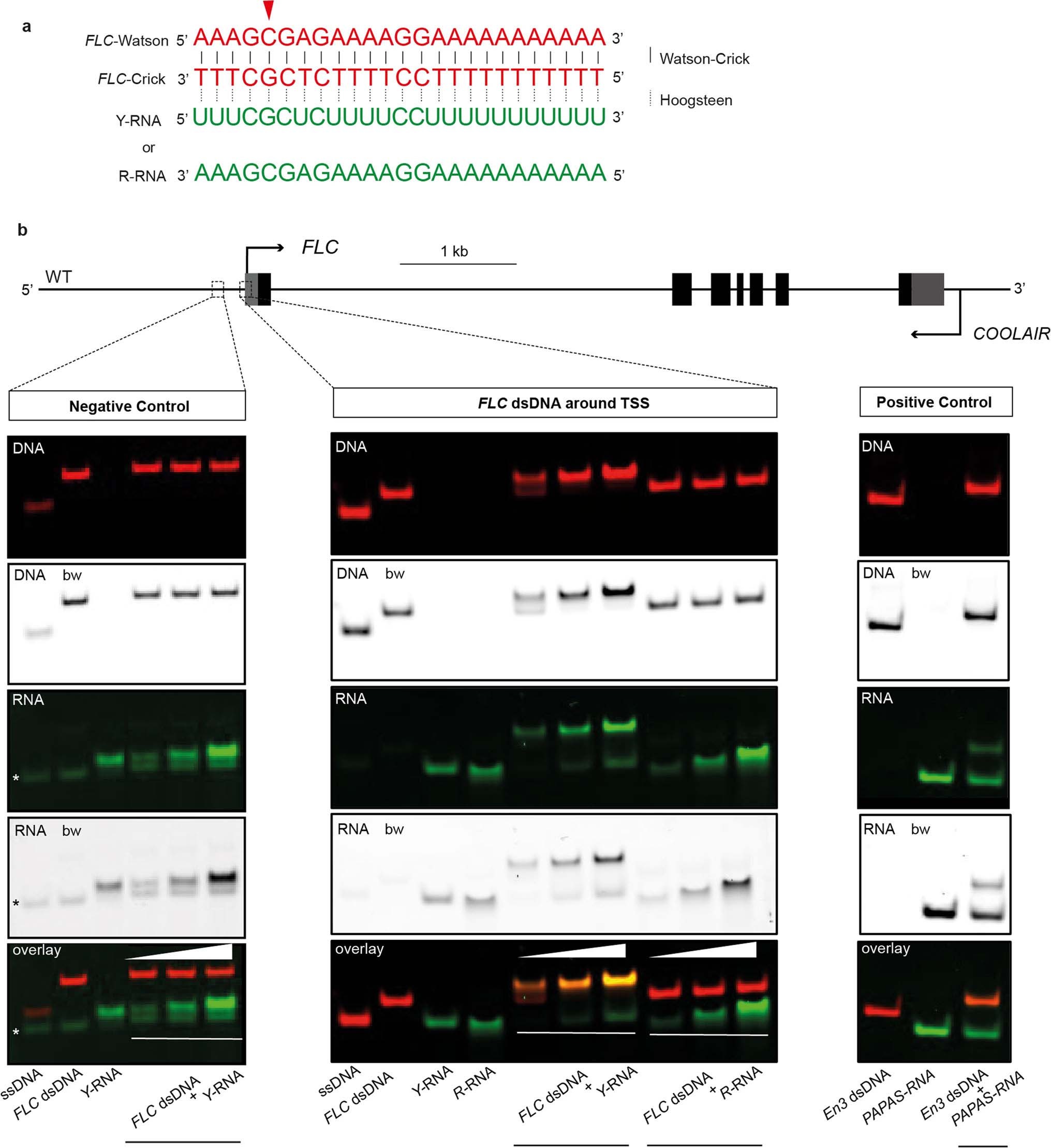 Extended Data Fig. 9: Triplex formation tested by EMSA.