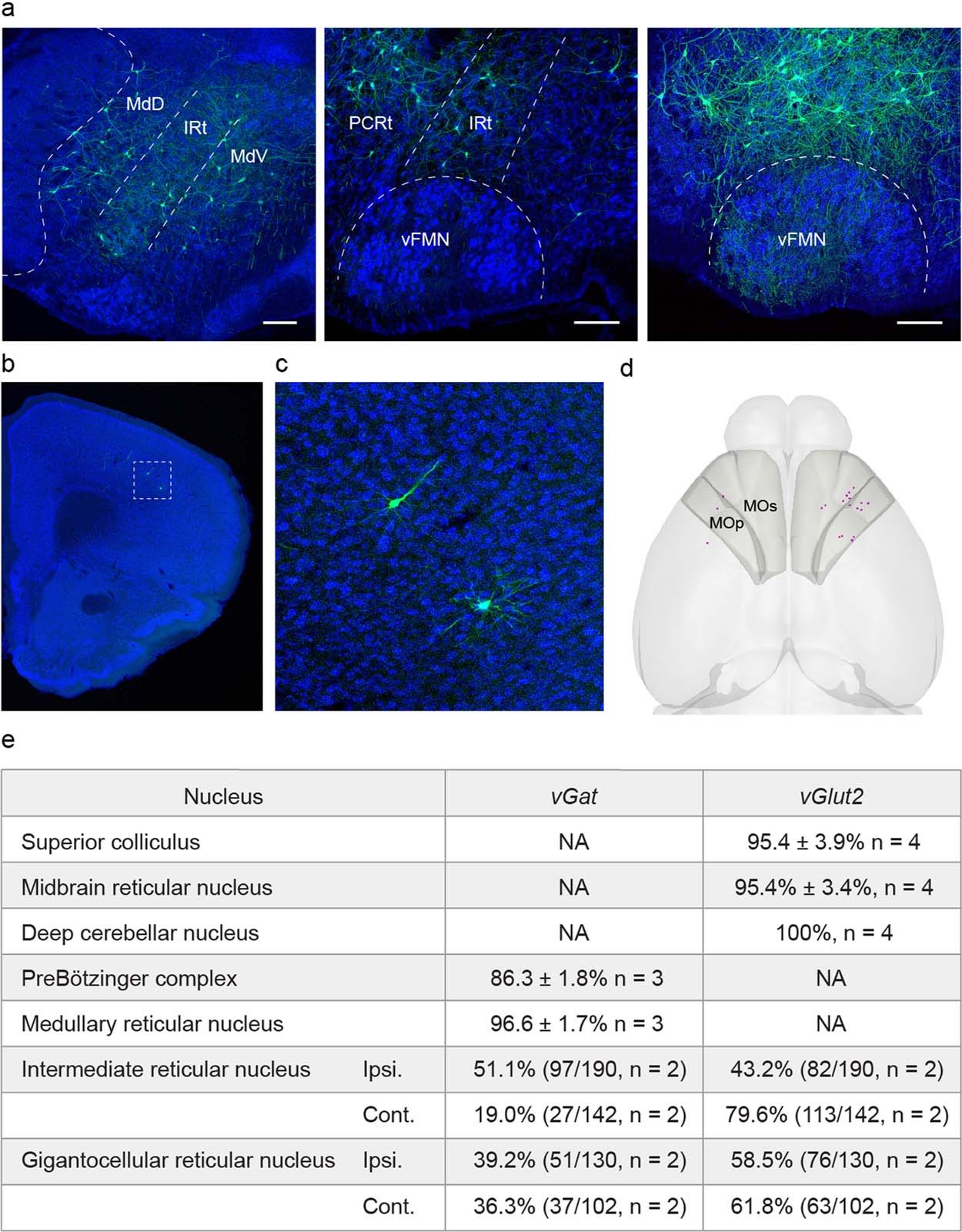 Extended Data Fig. 6: Pre-vIRtPV neurons in the brainstem and motor cortex, and neurotransmitter characterization of pre-vIRtPV neurons.