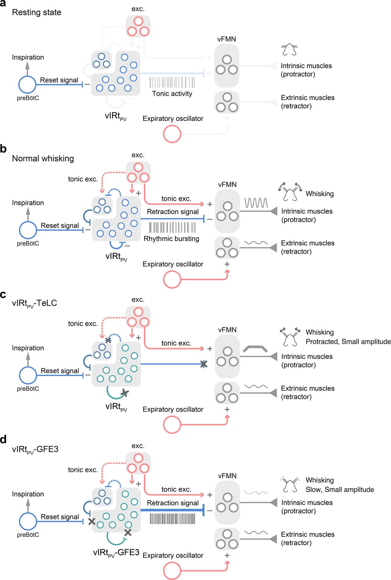 Extended Data Fig. 9: Schematic model of the vIRtPV circuit that generates rhythmic whisking in normal and experimental conditions.
