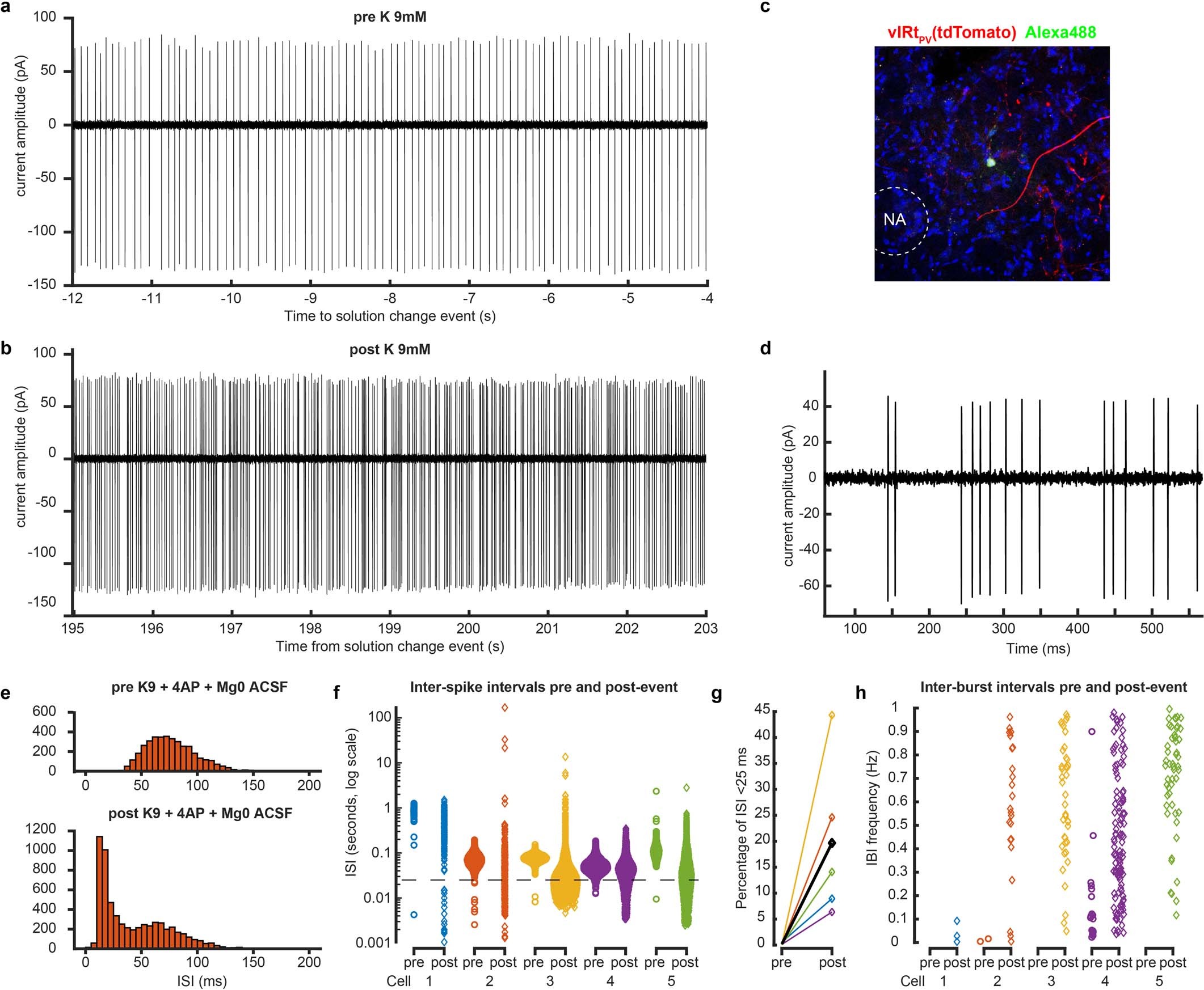Extended Data Fig. 5: Elevated extracellular potassium concentrations induce bursting but not rhythmic activity in vIRtPV neurons.