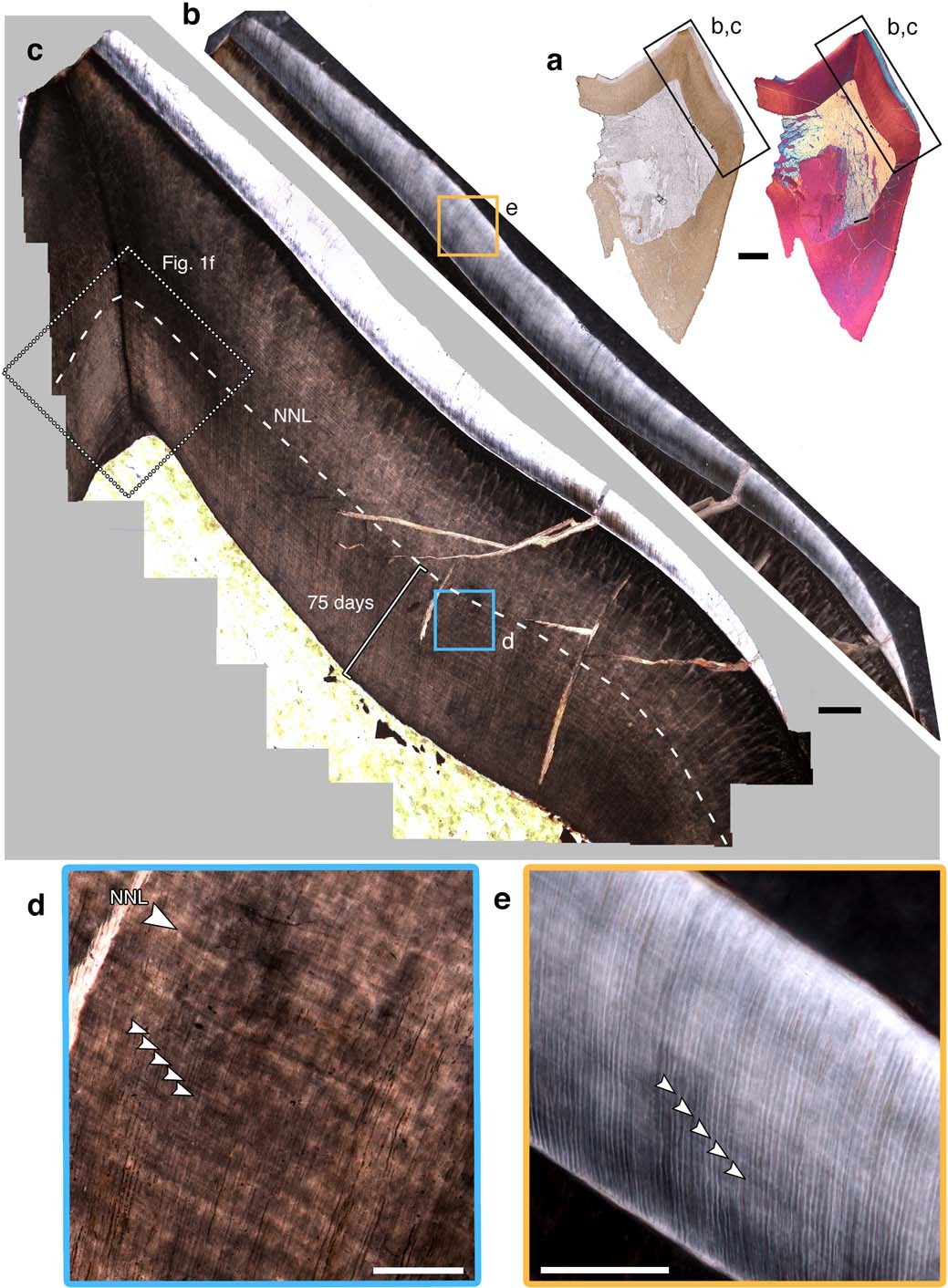 Extended Data Fig. 1: Incremental features of the teeth of Pantolambda bathmodon.