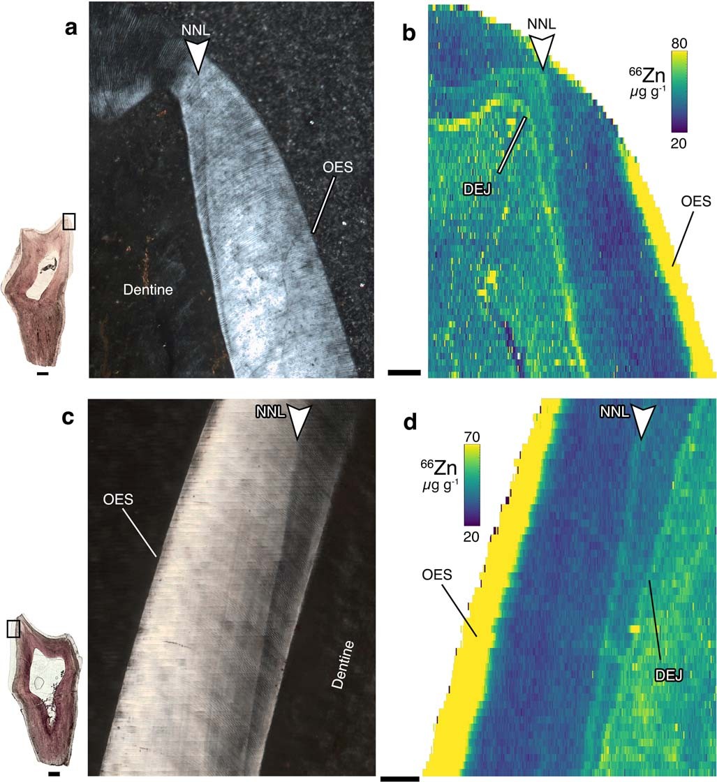 Extended Data Fig. 2: Zn-enrichment of the neonatal line in the enamel of lower second molar of NMMNH P-19541.