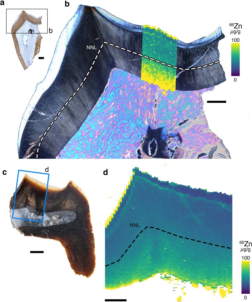 Extended Data Fig. 4: Changes in zinc associated with birth in the deciduous upper premolars of NMMNH P-27844.