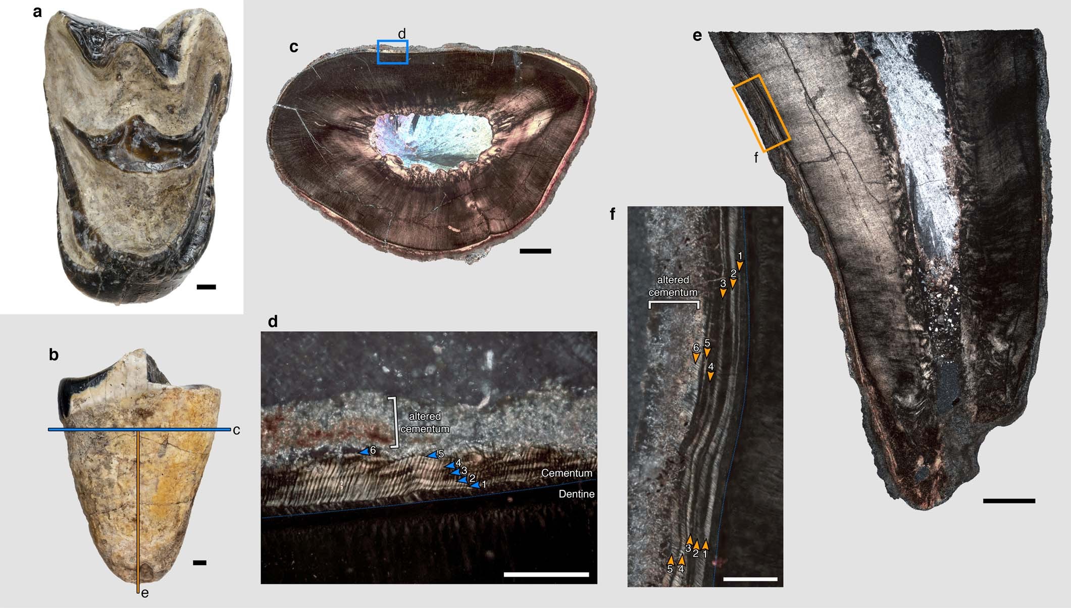 Extended Data Fig. 5: Dental wear, cementum annulations, and maximum lifespan in the oldest sampled individuals.