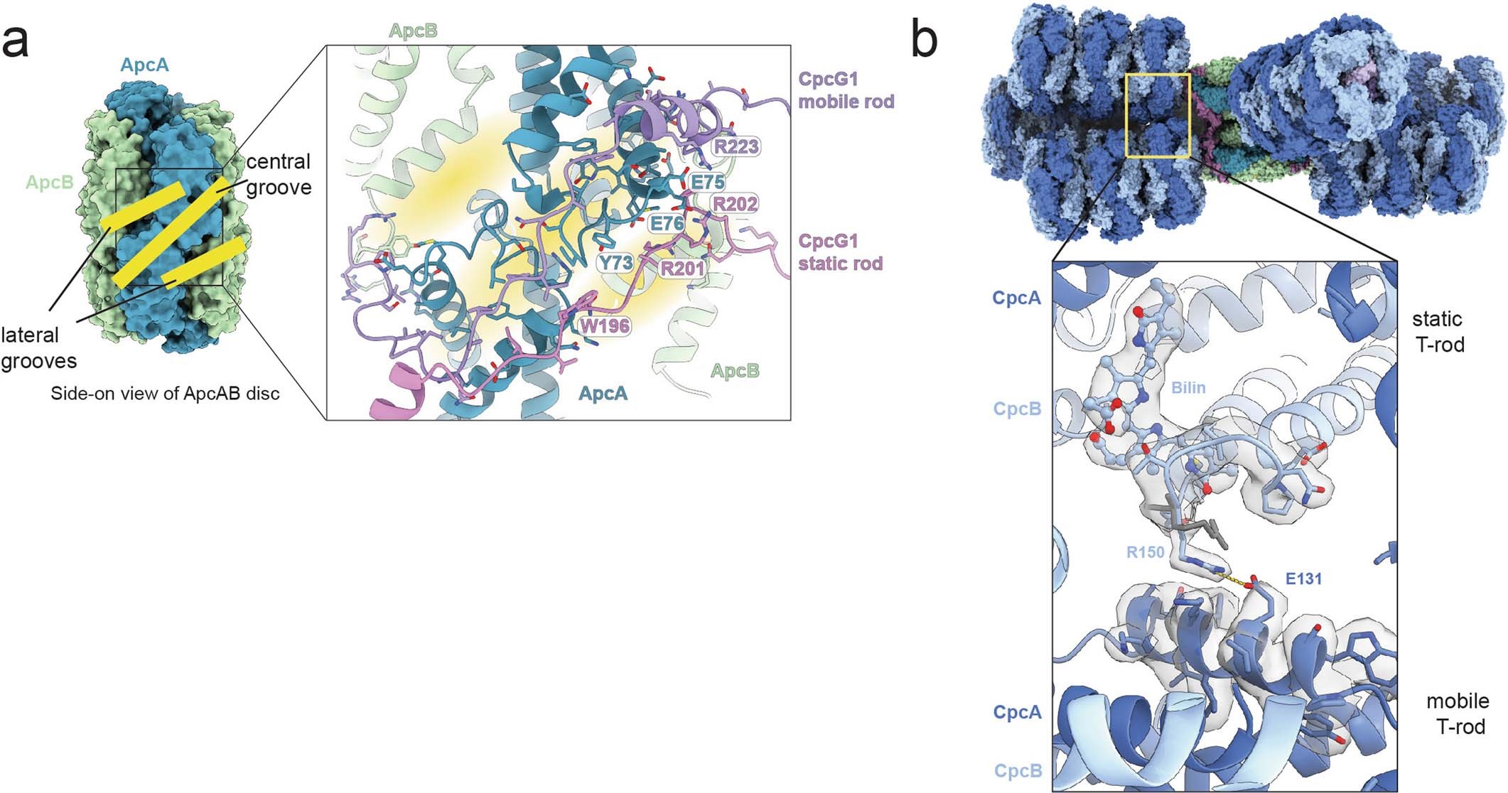 Extended Data Fig. 11: PBS rod conformation.