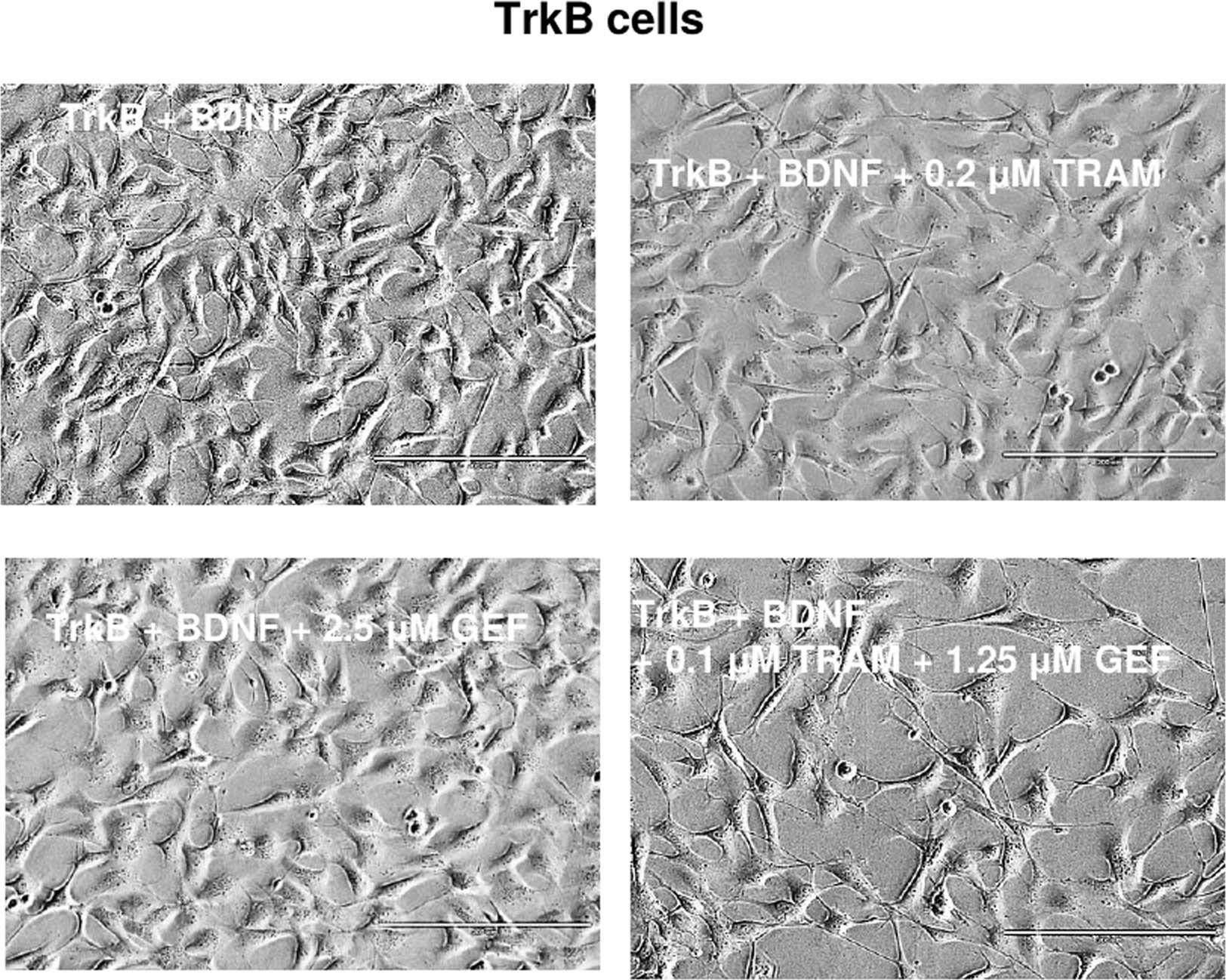 Extended Data Fig. 13