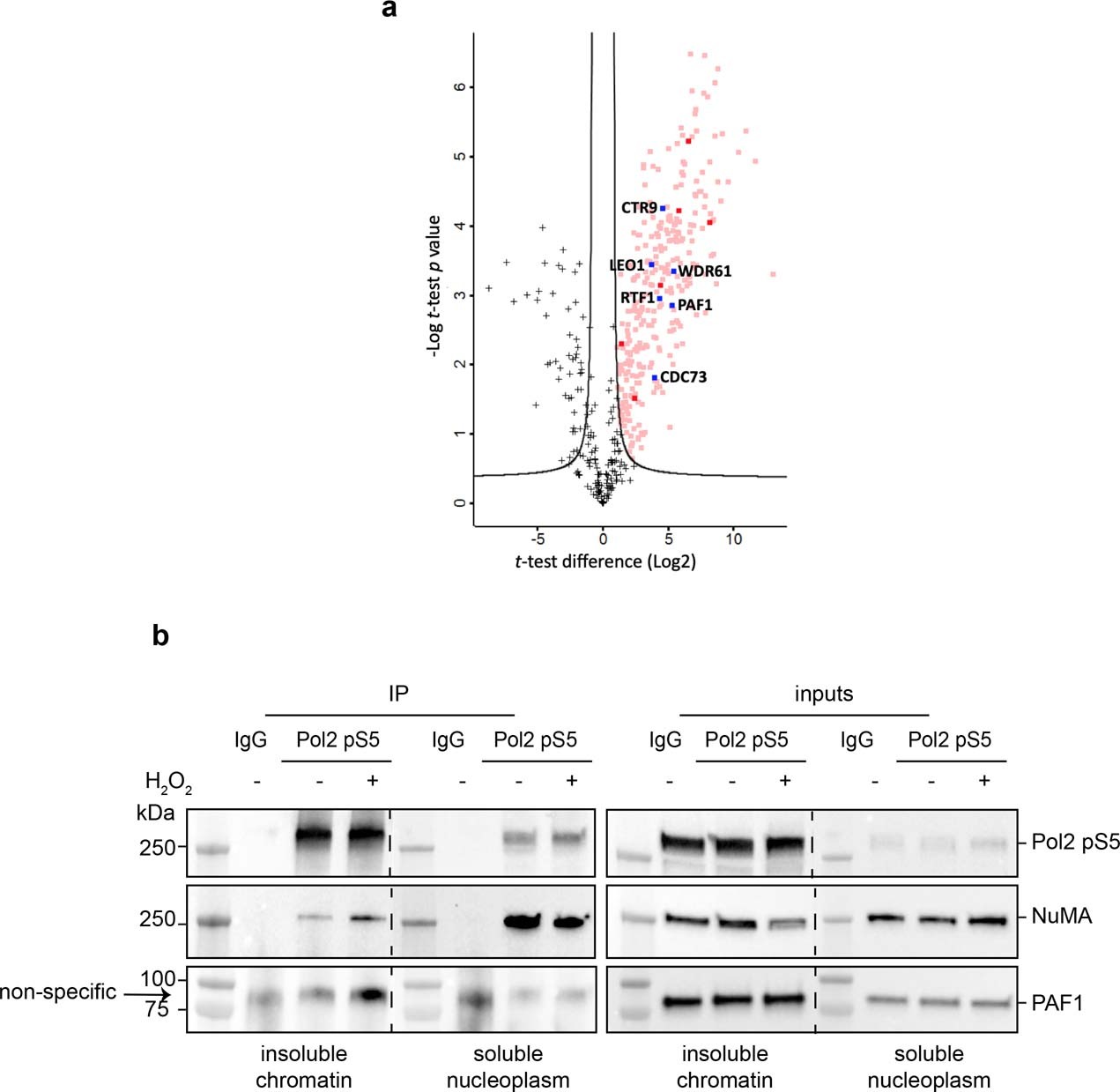Extended Data Fig. 8: NuMA interacts with PAF1.