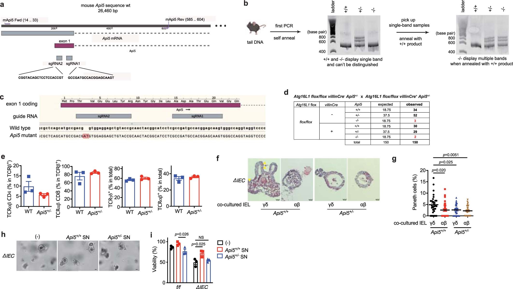 Extended Data Fig. 8: Generation and additional characterization of Api5-knockout mice.