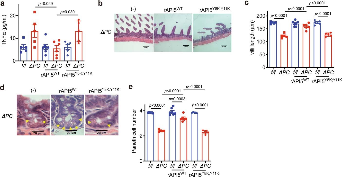 Extended Data Fig. 10: rAPI5 protects Atg16L1ΔPC mice against DSS-induced intestinal inflammation.