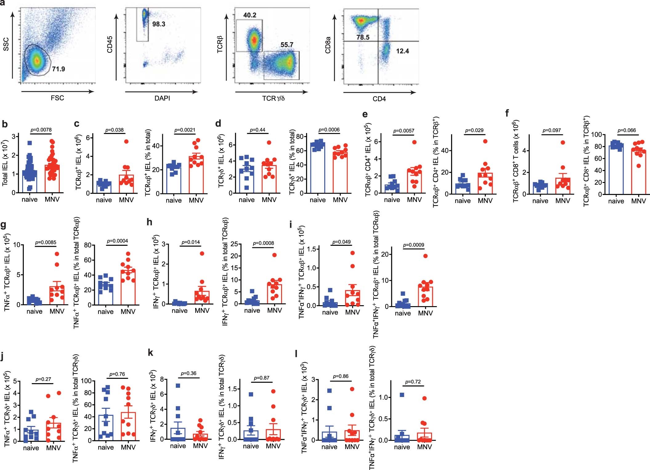 Extended Data Fig. 2: Flow cytometric characterization of IELs in MNV-infected mice.