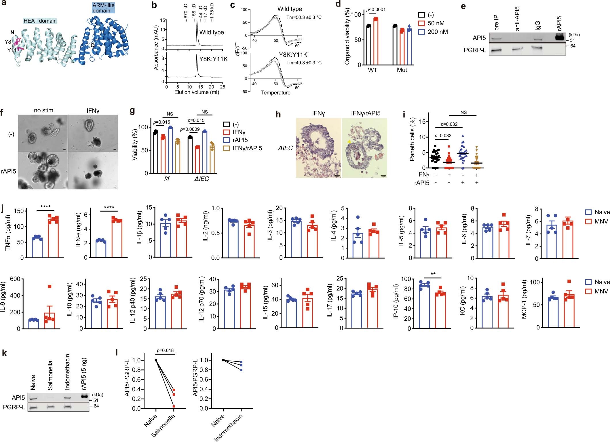 Extended Data Fig. 5: Generation of recombinant API5 protein and effect of environmental triggers on the secretome of IELs.