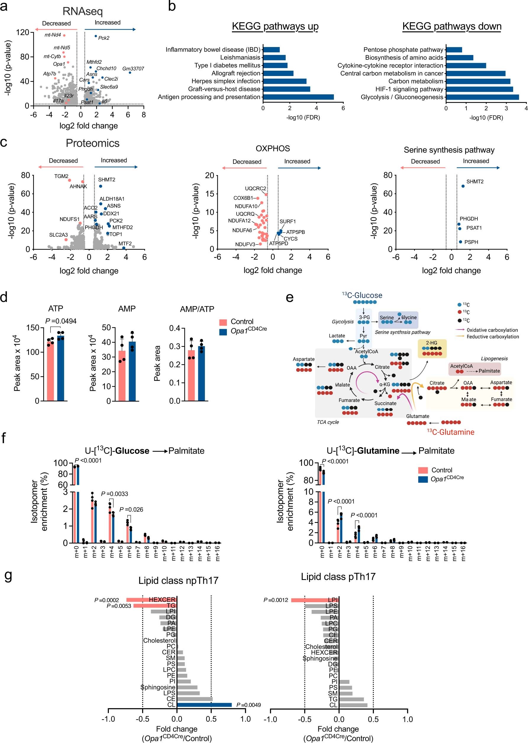 Extended Data Fig. 6: Multi-OMICS analysis of Th17 cells upon OPA1 deletion.
